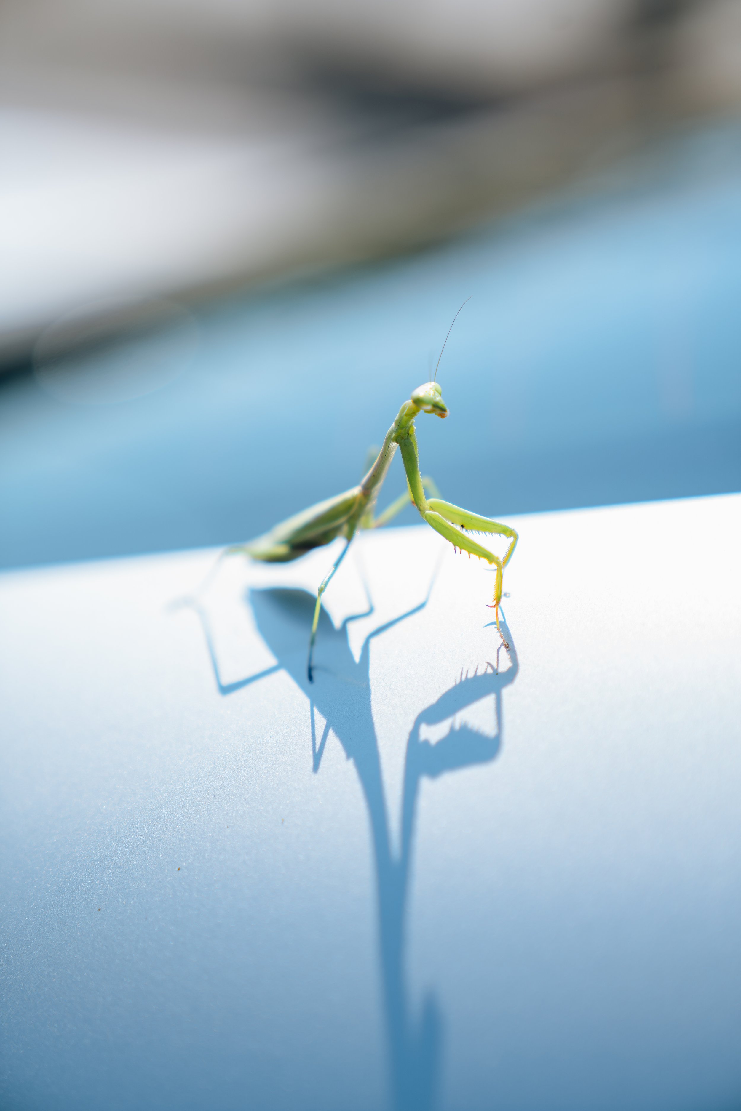 Praying Mantis (10-1-19) (WEBSITE)-1.jpg