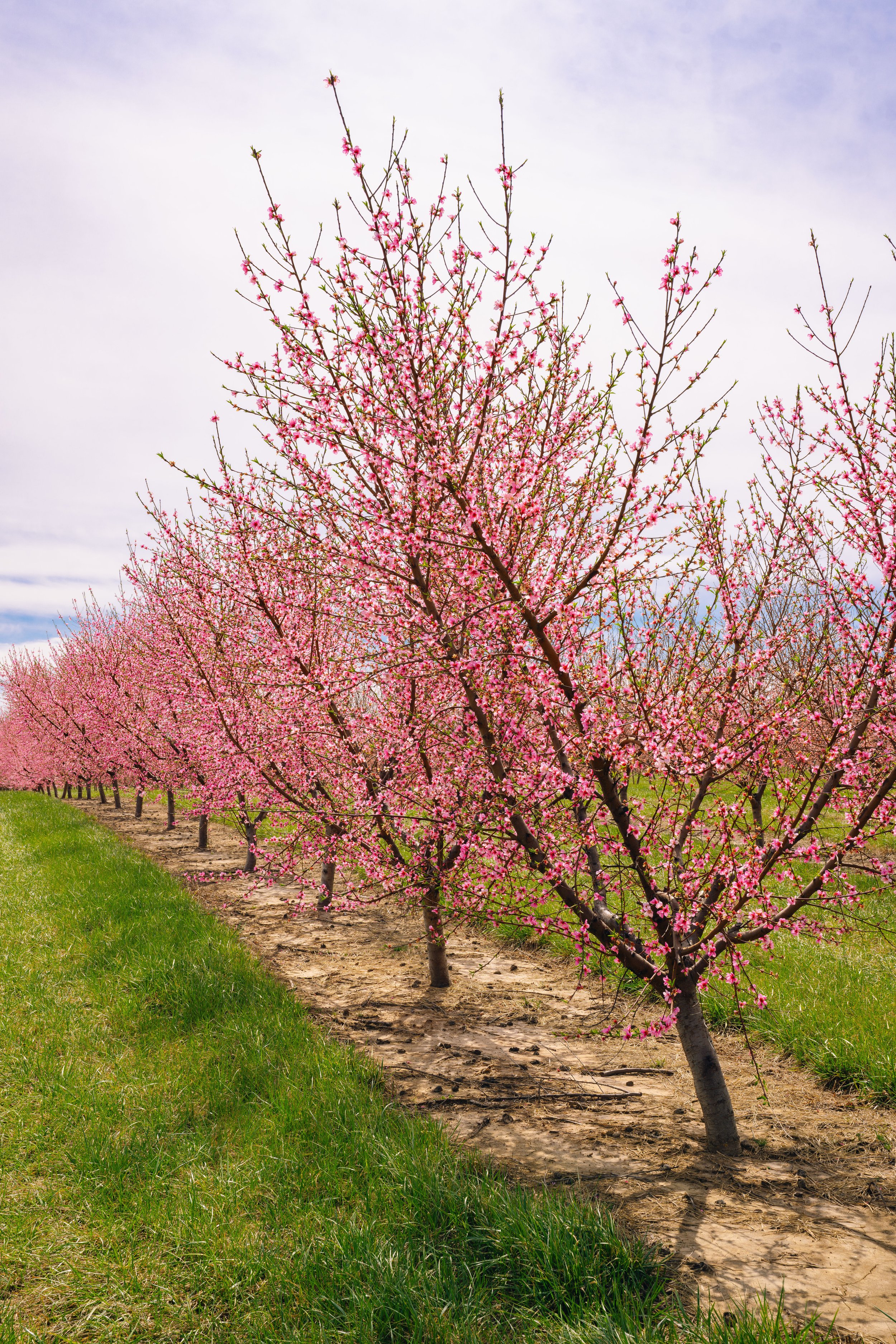Milstadt Peach Trees (3-23-26)-7.jpg
