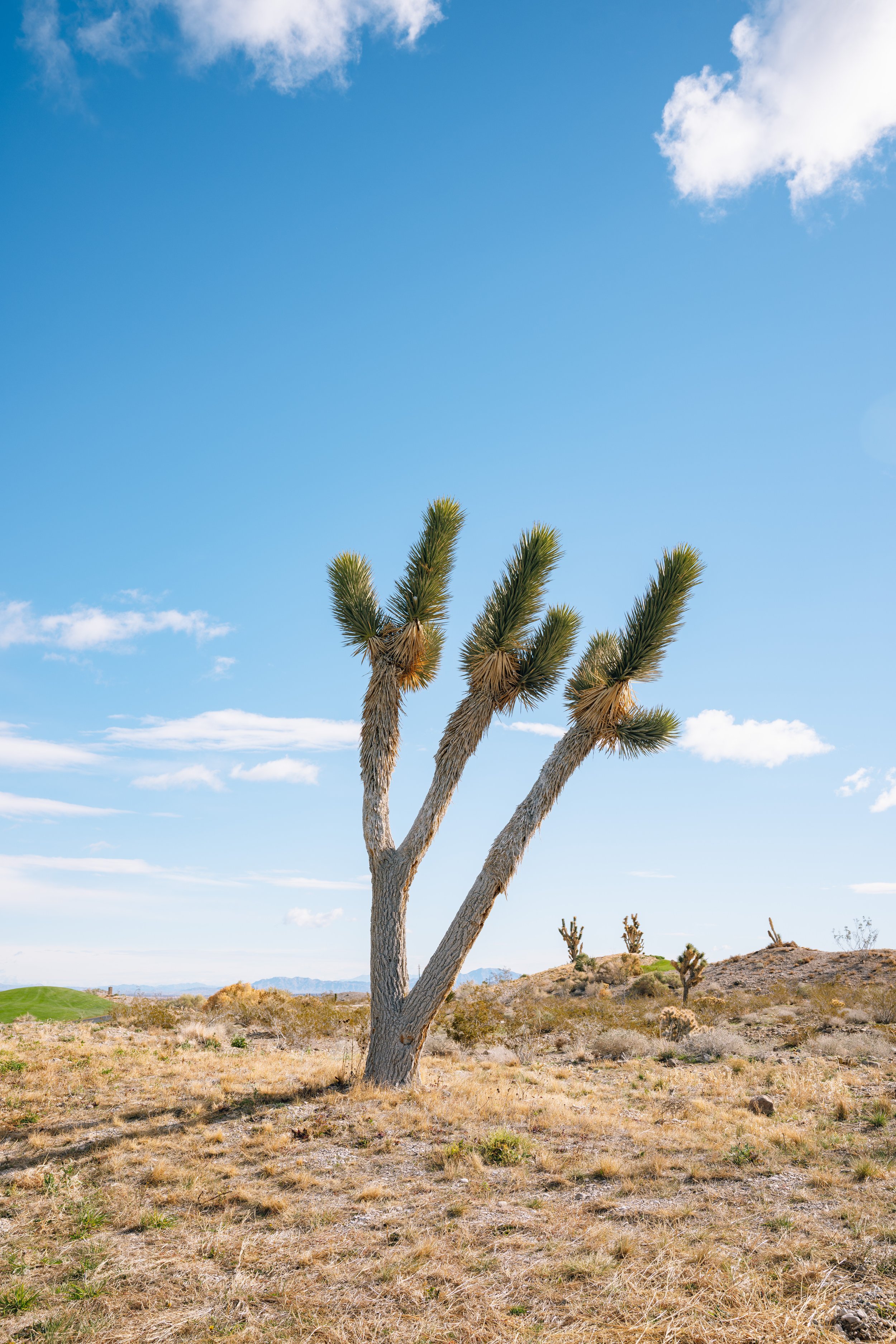 LAS VEGAS 3 Cactus (1-8-26)-1.jpg