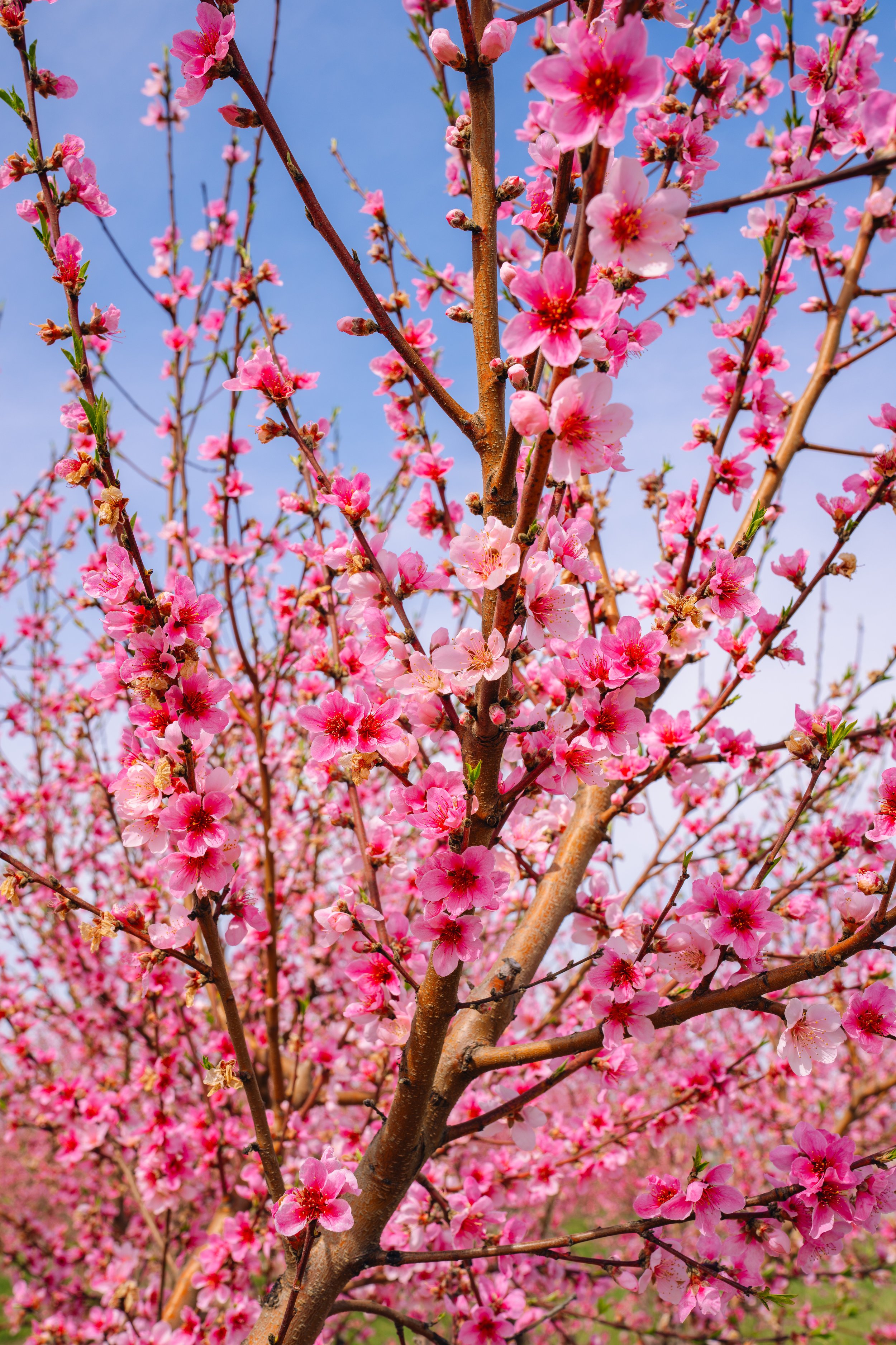 Milstadt Peach Trees (3-23-26)-26.jpg