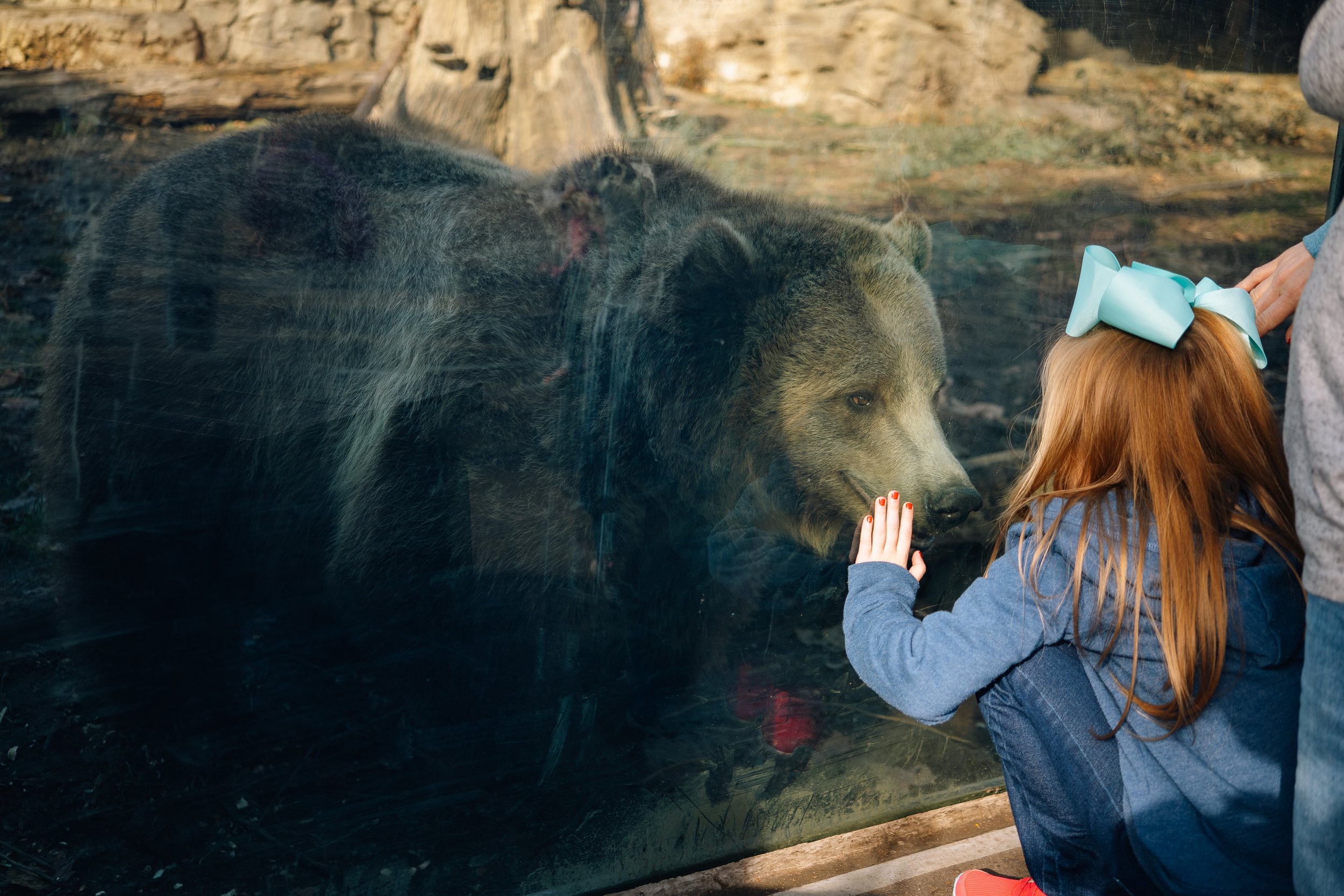 Smiling Bear @ STL Zoo (11-25-19) (WEBSITE)-1.jpg
