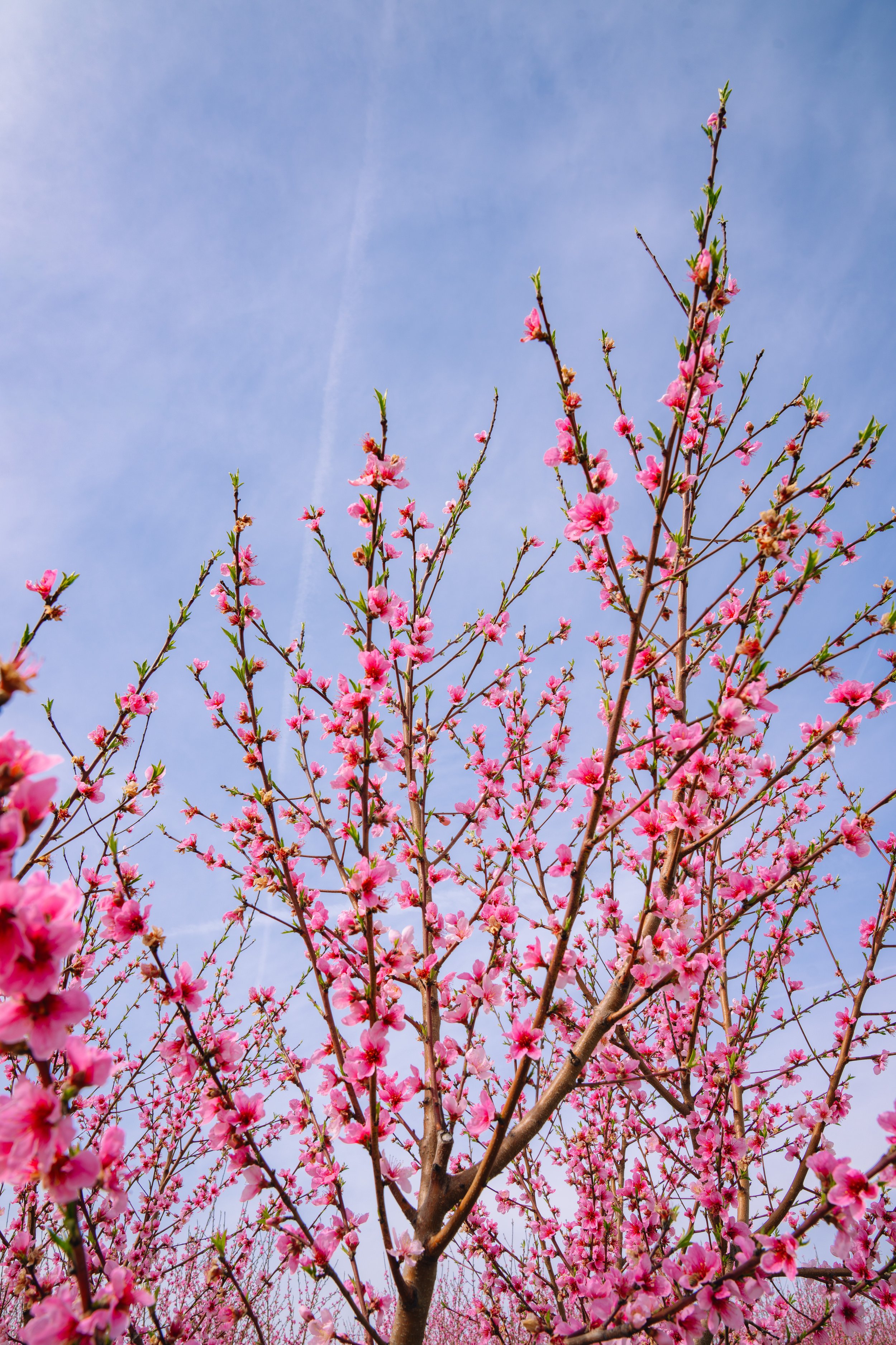 Milstadt Peach Trees (3-23-26)-36.jpg