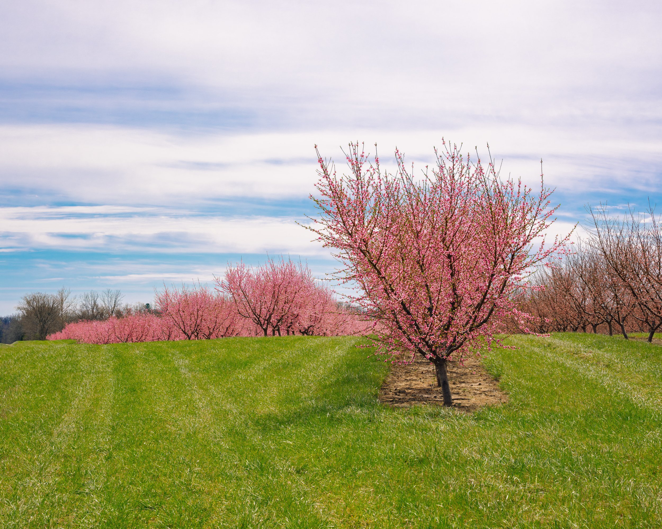 Milstadt Peach Trees (3-23-26)-4.jpg