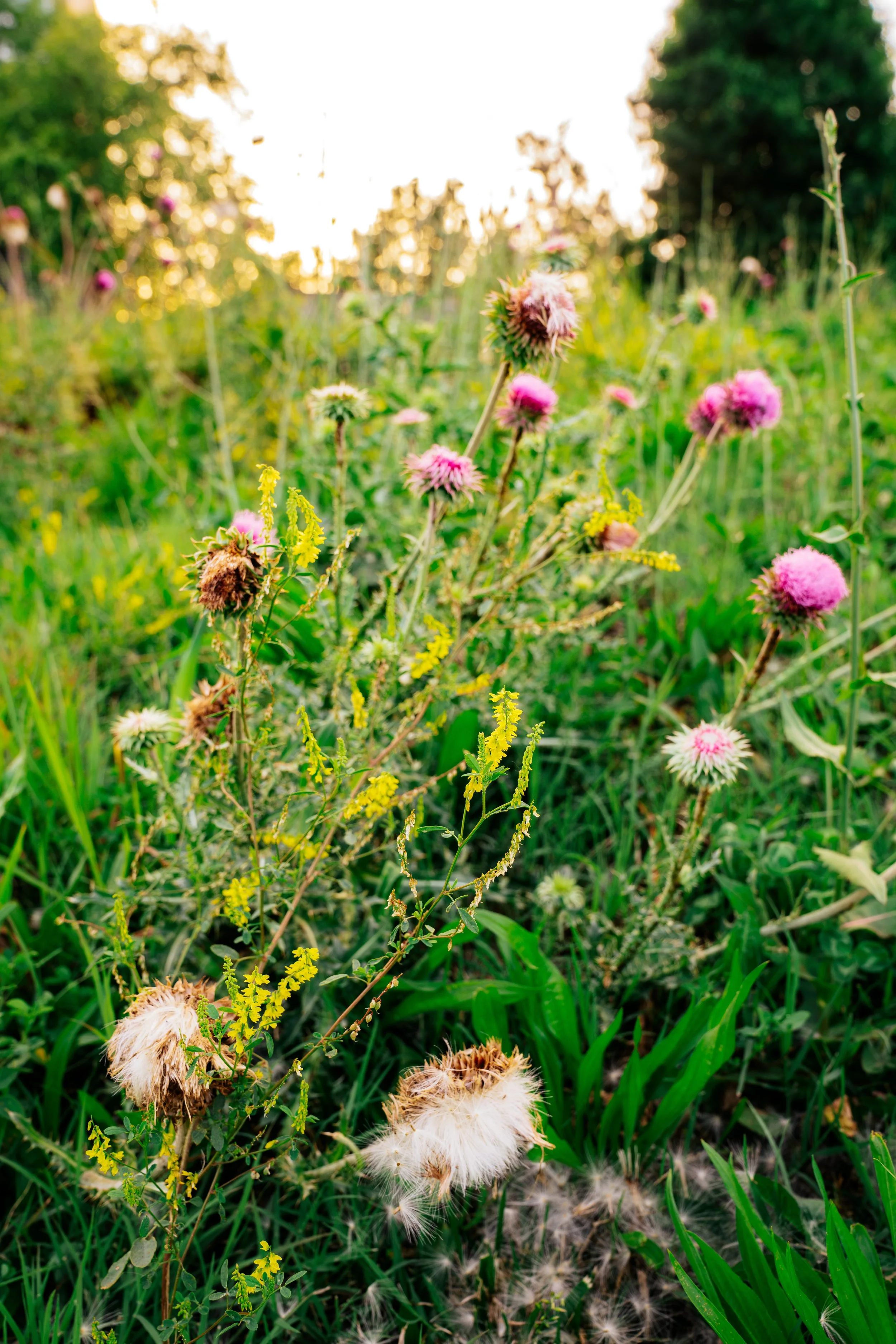 6-1-26 olivette (WEBSITE)-19.jpg