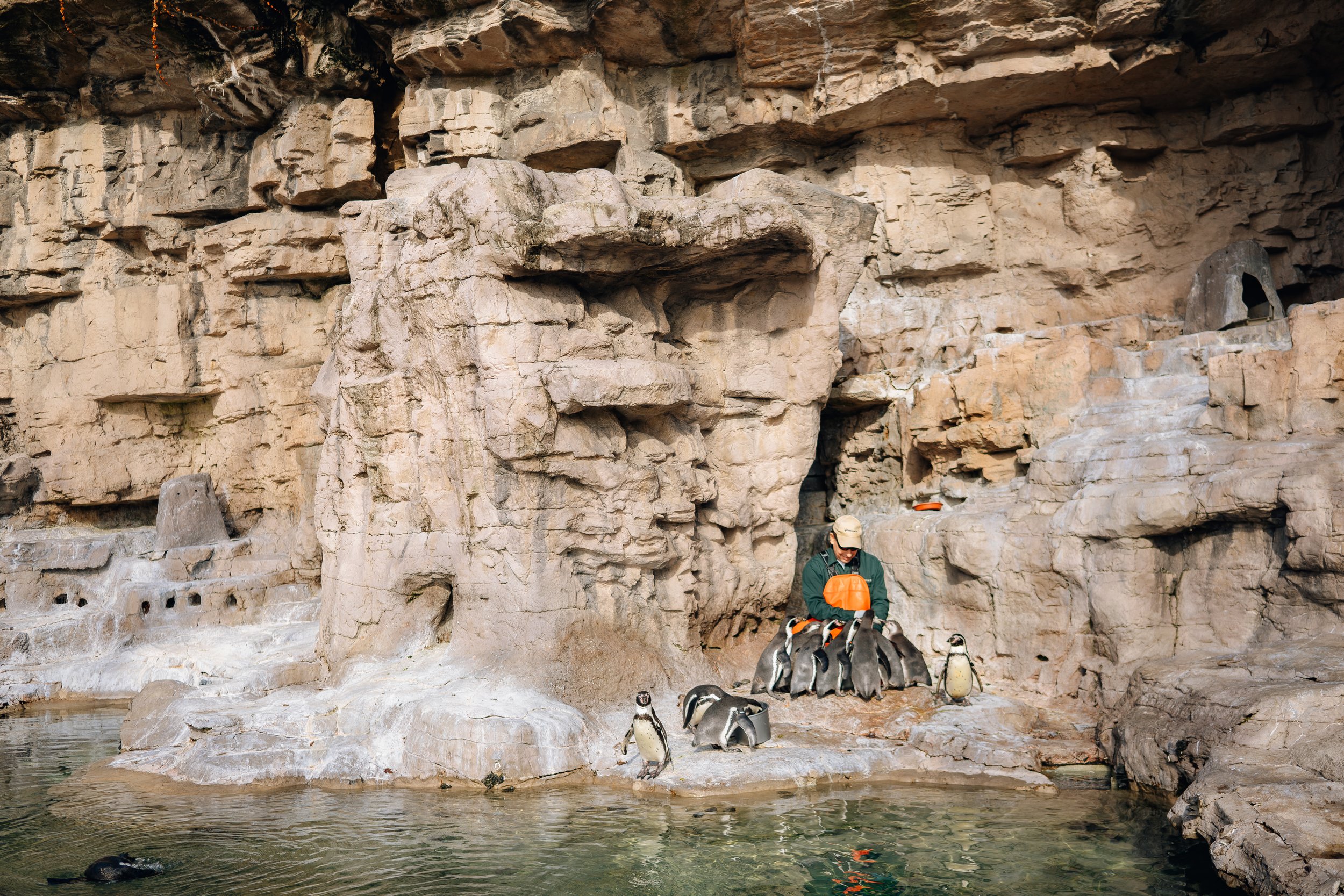 Penguin's @ STL Zoo (11-25-19) (WEBSITE)-2.jpg