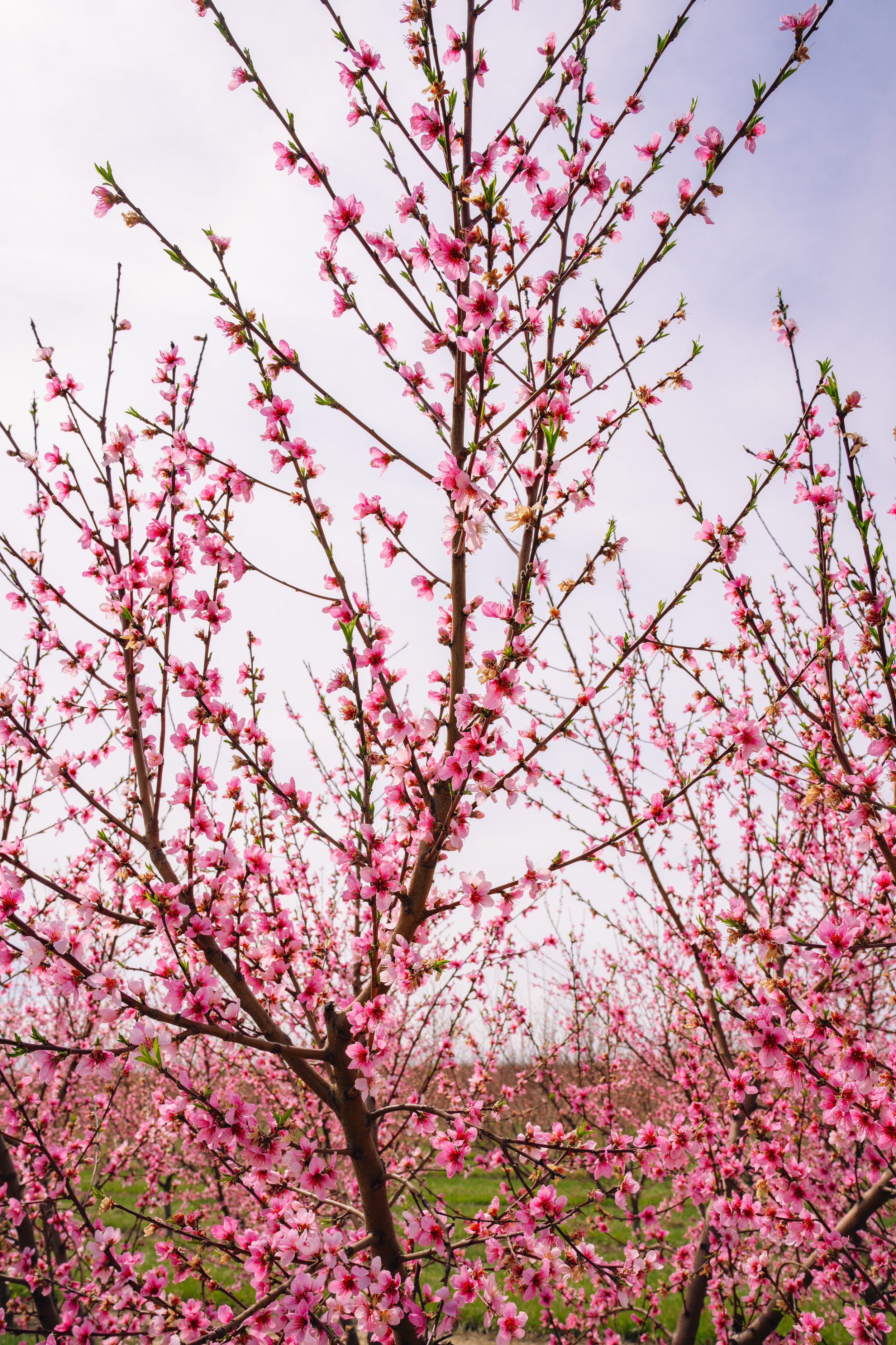 Milstadt Peach Trees (3-23-26)-19.jpg
