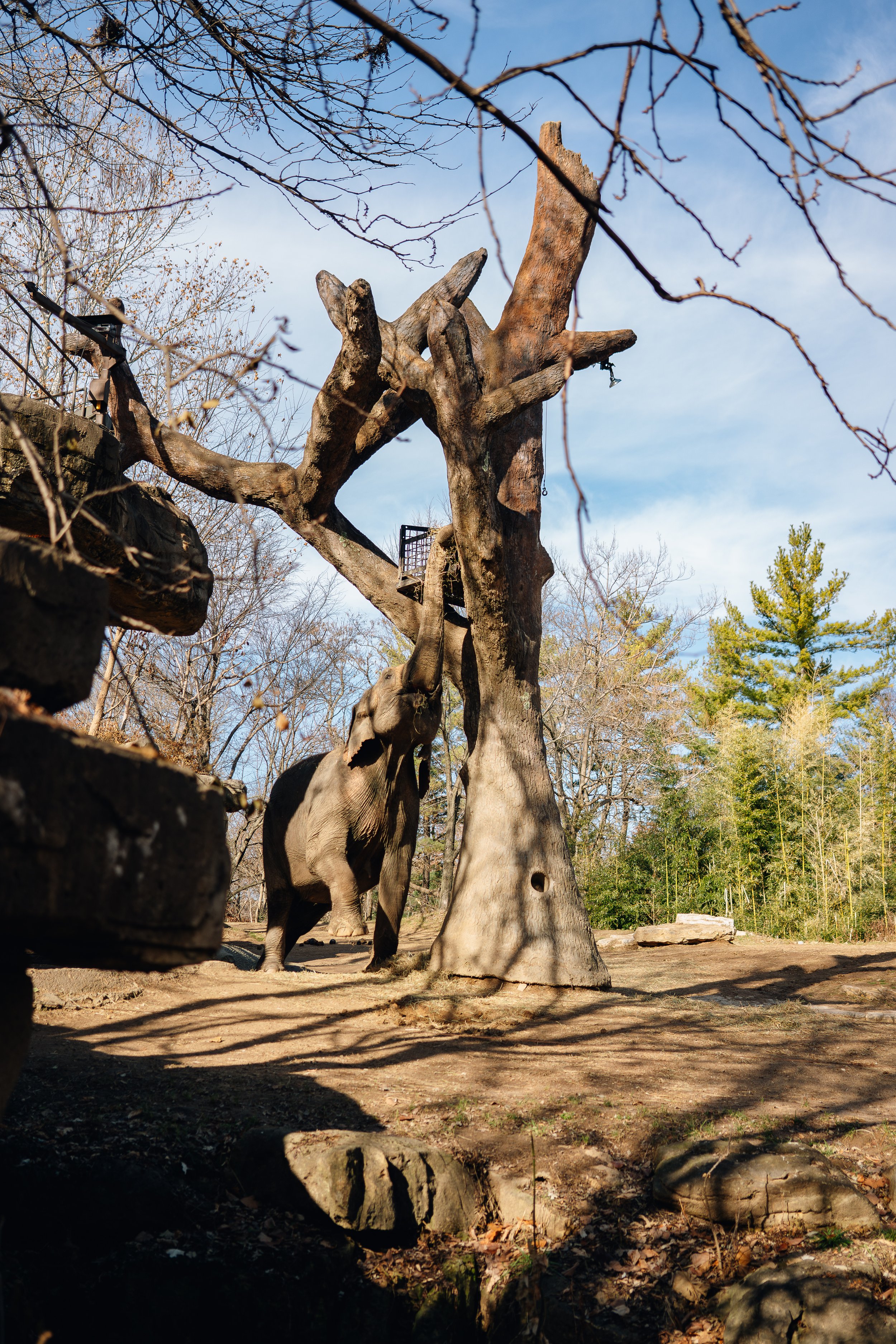 Elephant @ STL Zoo (11-25-19) (WEBSITE)-1.jpg