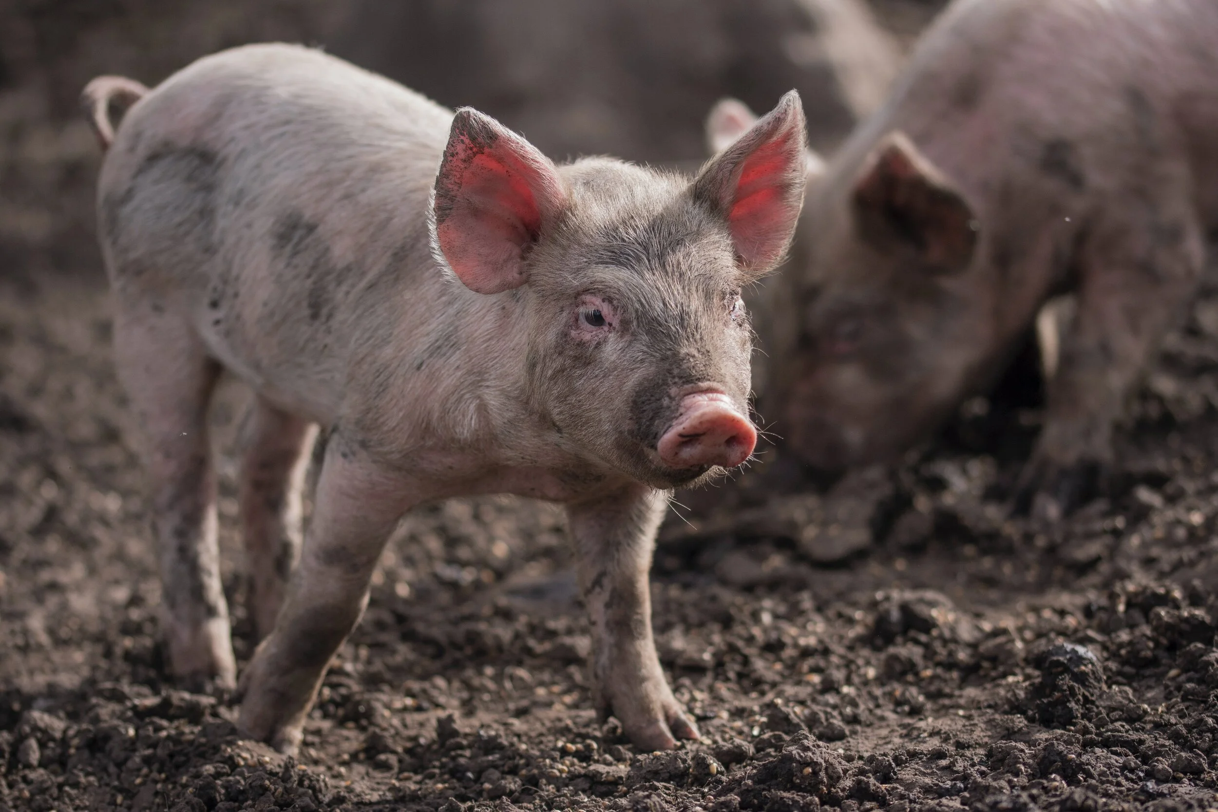 How do you earn a pig’s trust? Be nice to his friends.