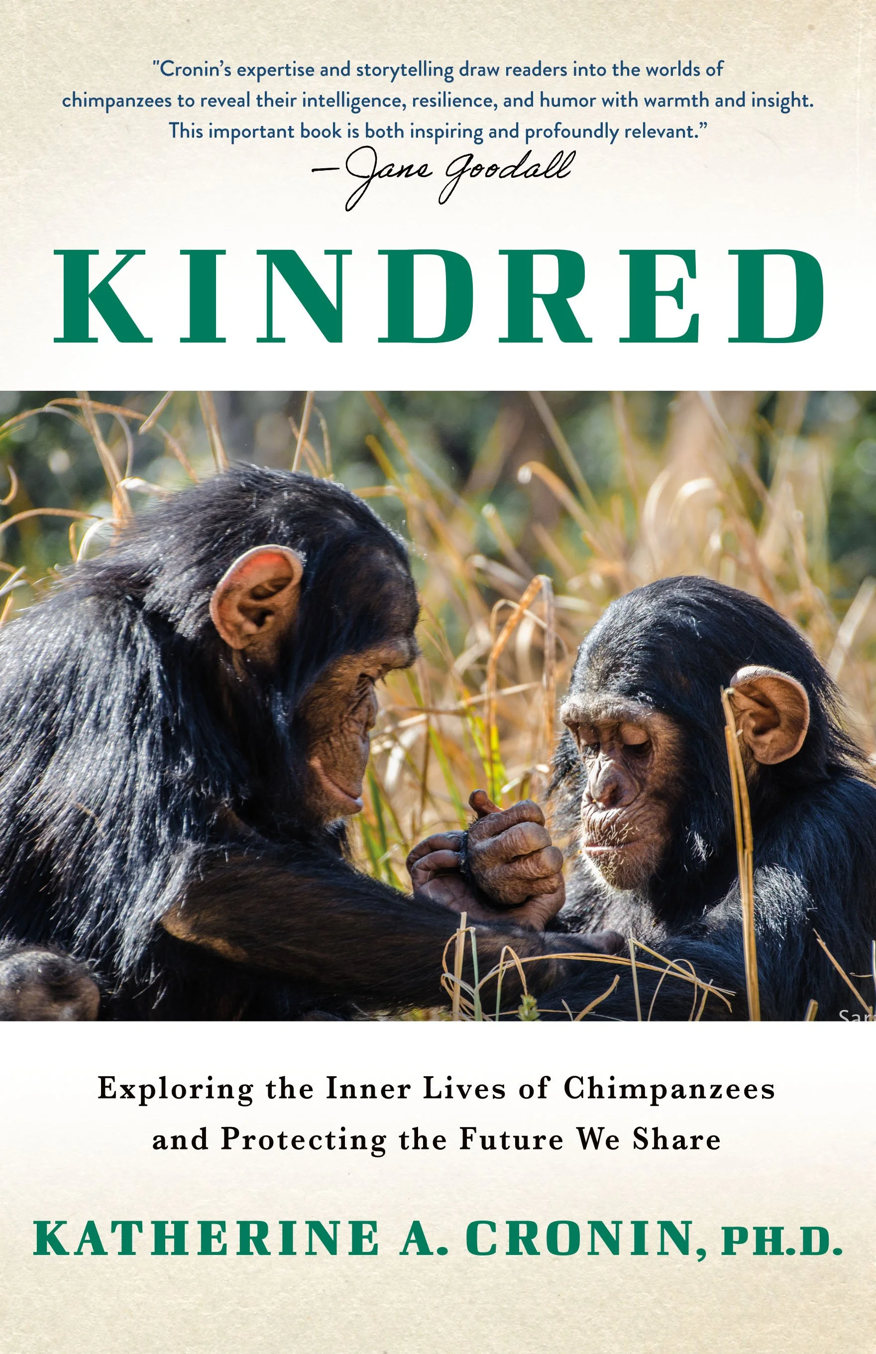 Book cover titled "Kindred" by Katherine A. Cronin, Ph.D. featuring a photograph of two chimpanzees engaging in a gentle interaction in a natural habitat with tall grass.
