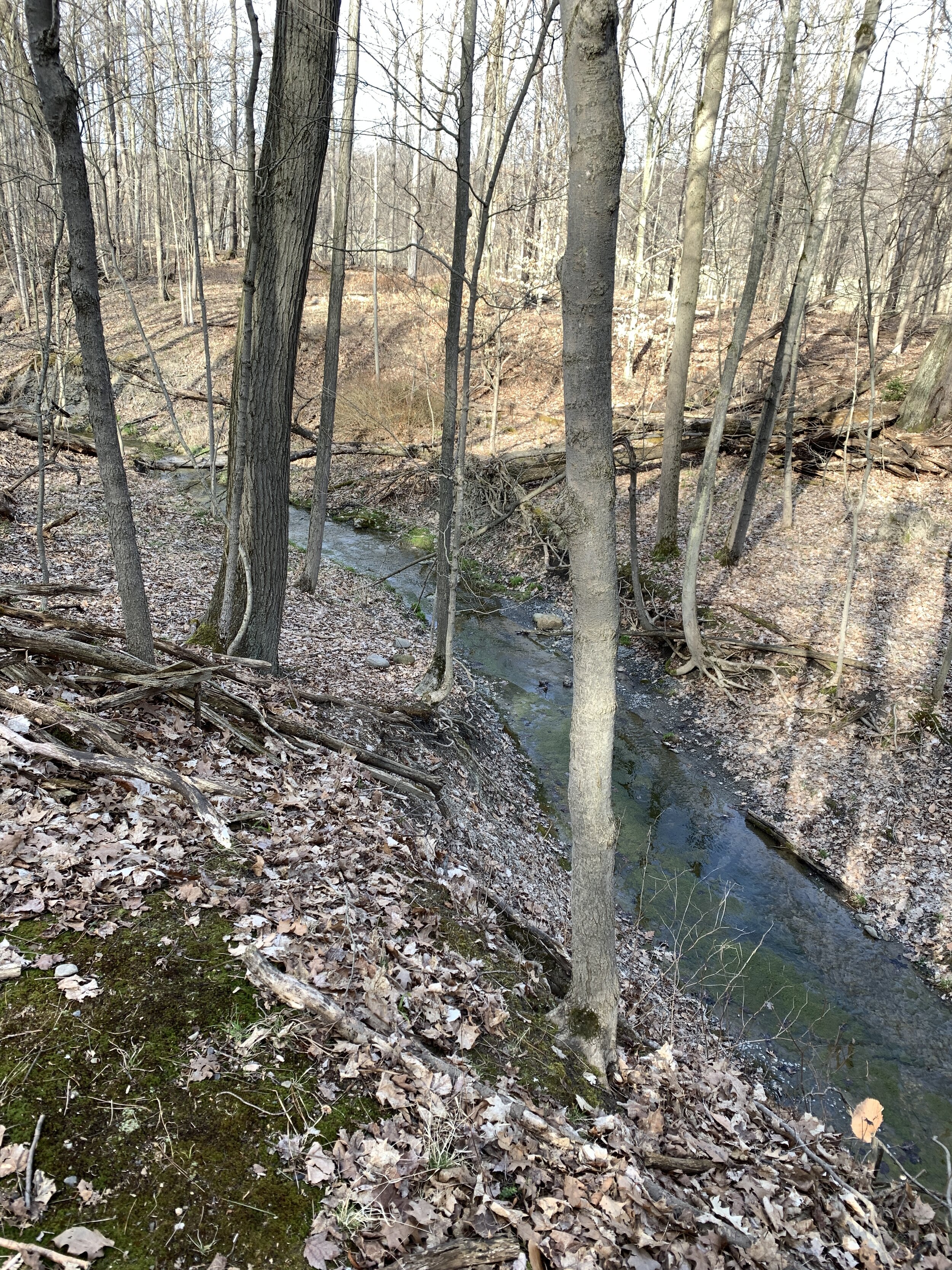 Brook Flowing to Cazenovia Creek