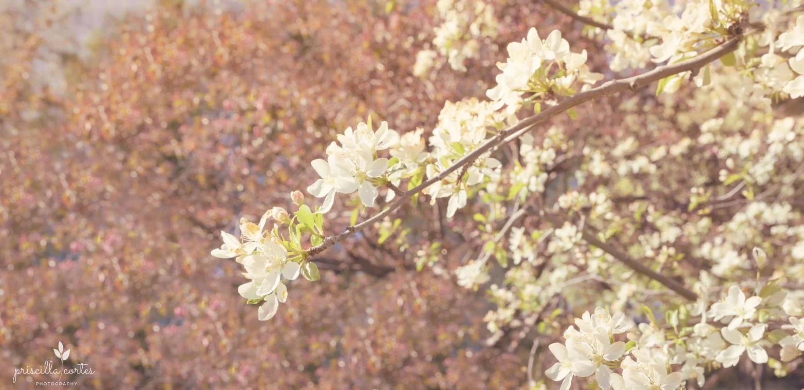 trees with white and peach colored blossoms