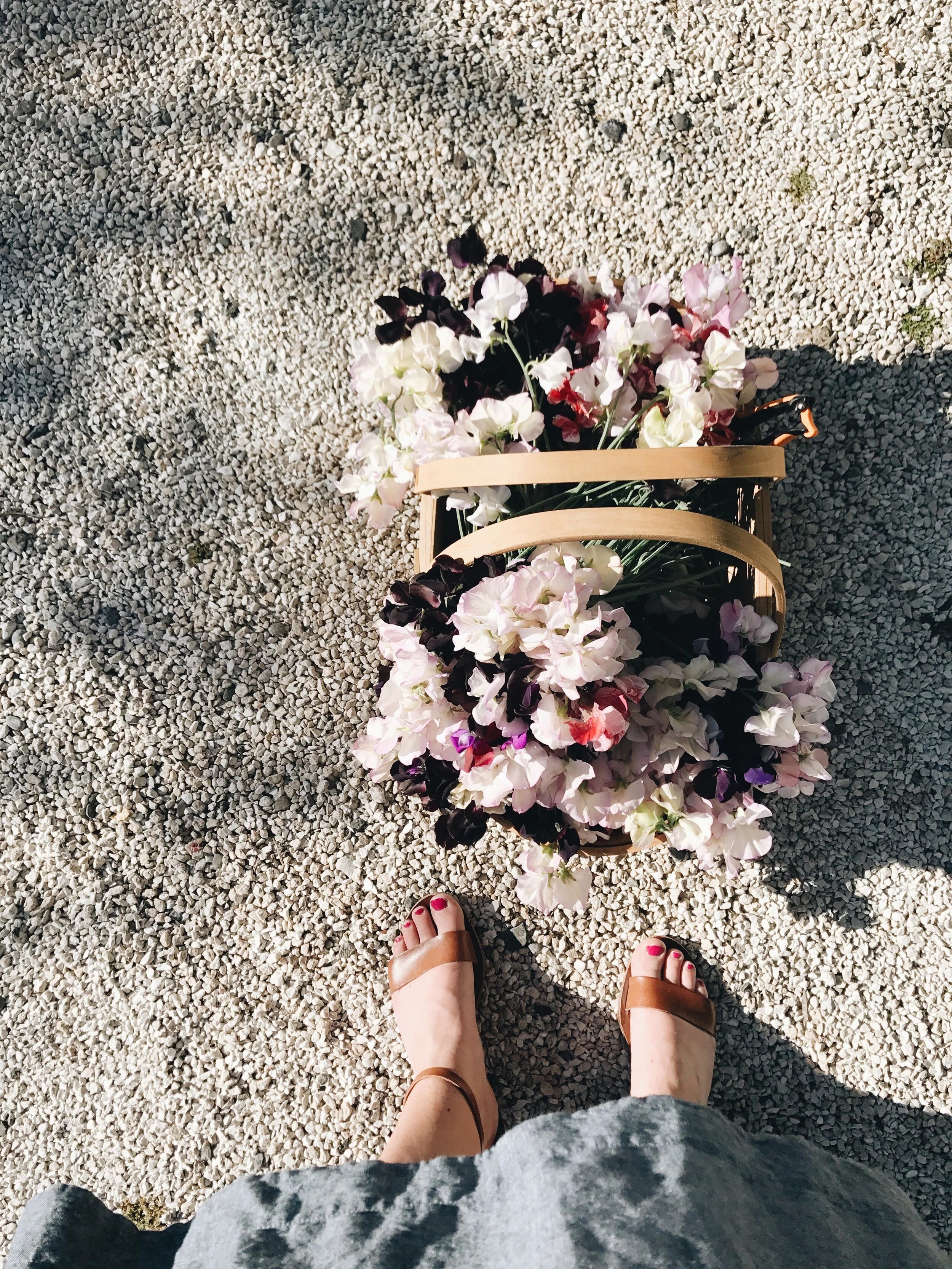 My 6 favourite flowering plants to grow from seed!