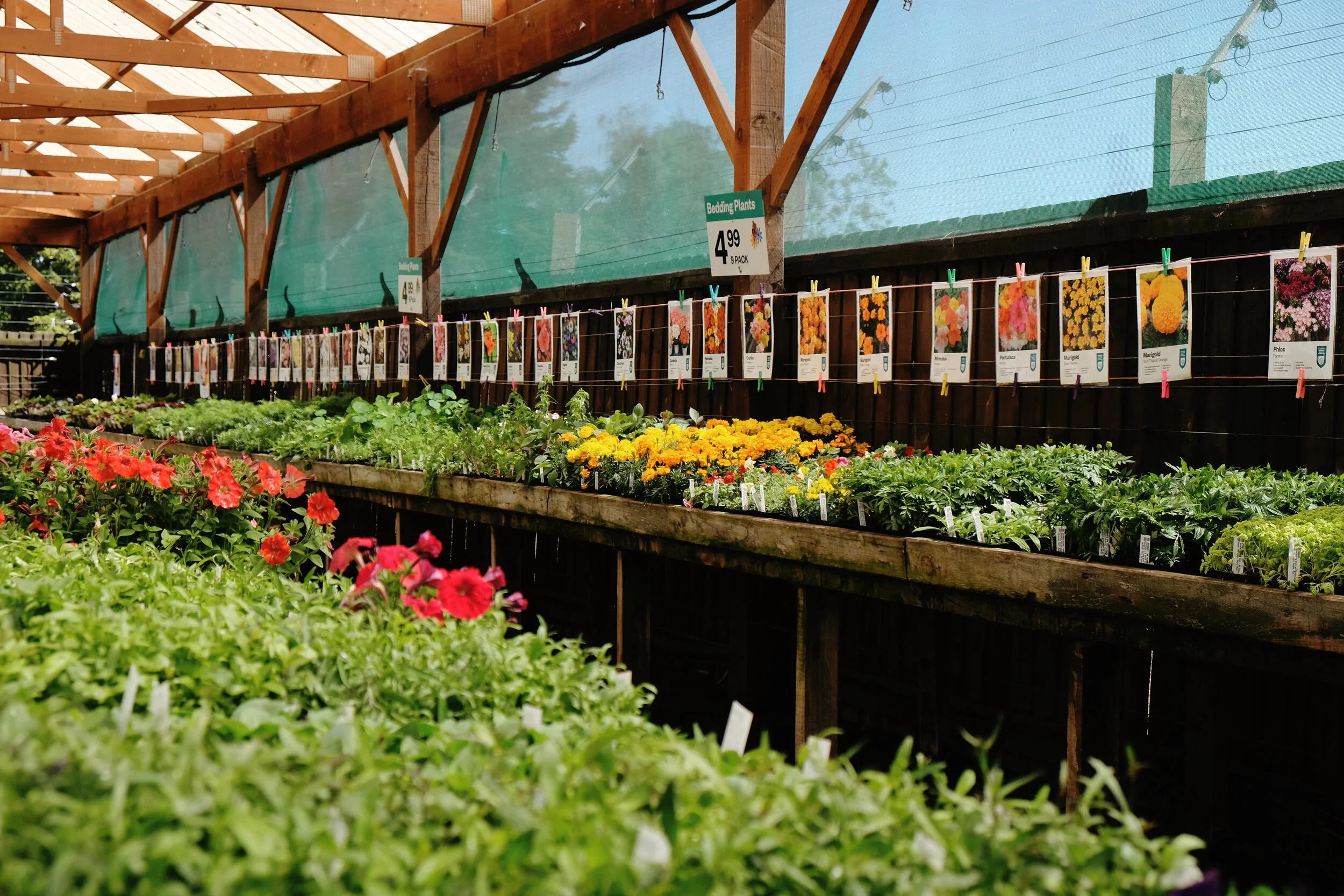 Bedding Plants for Beginners