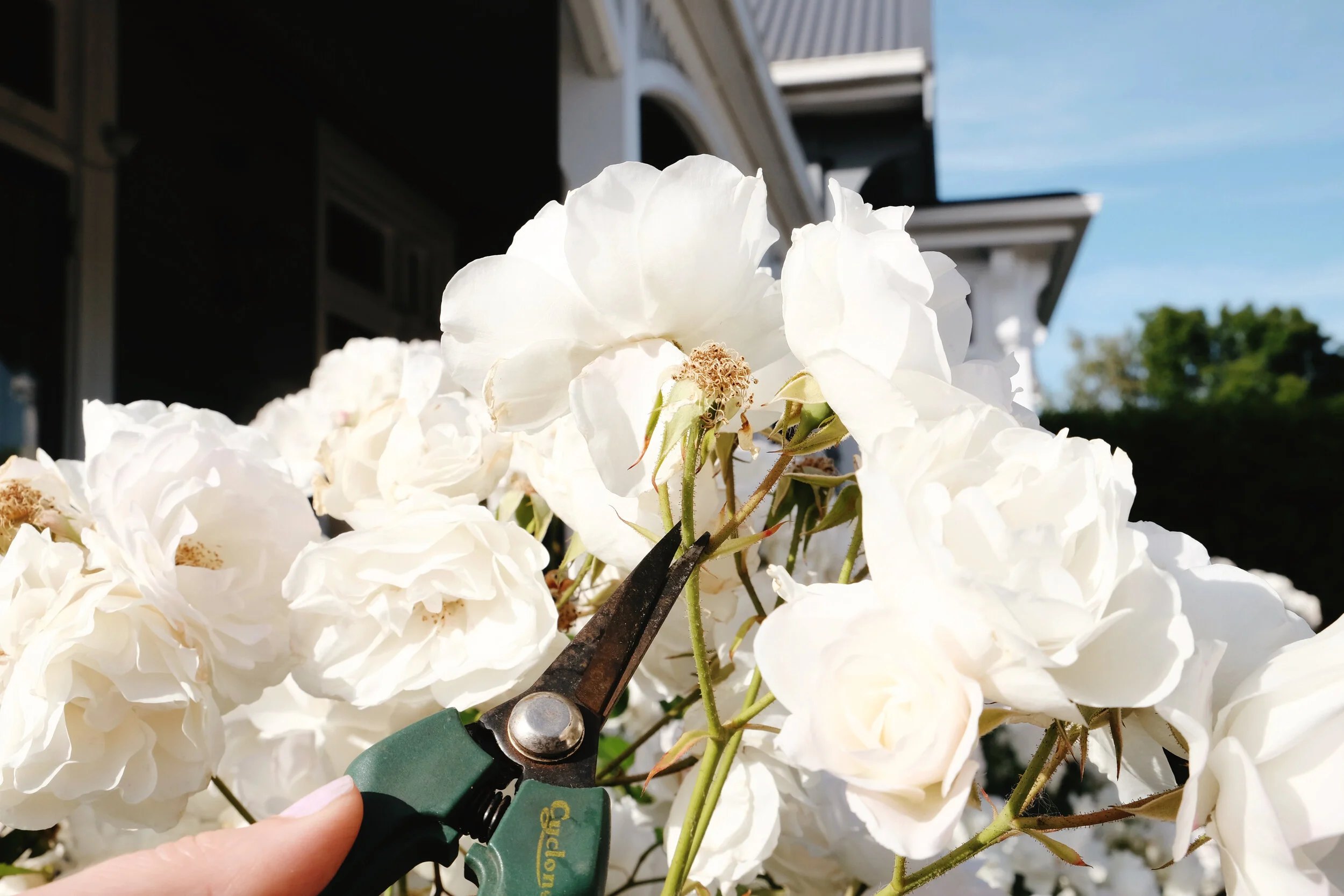 Deadheading to keep plants flowering