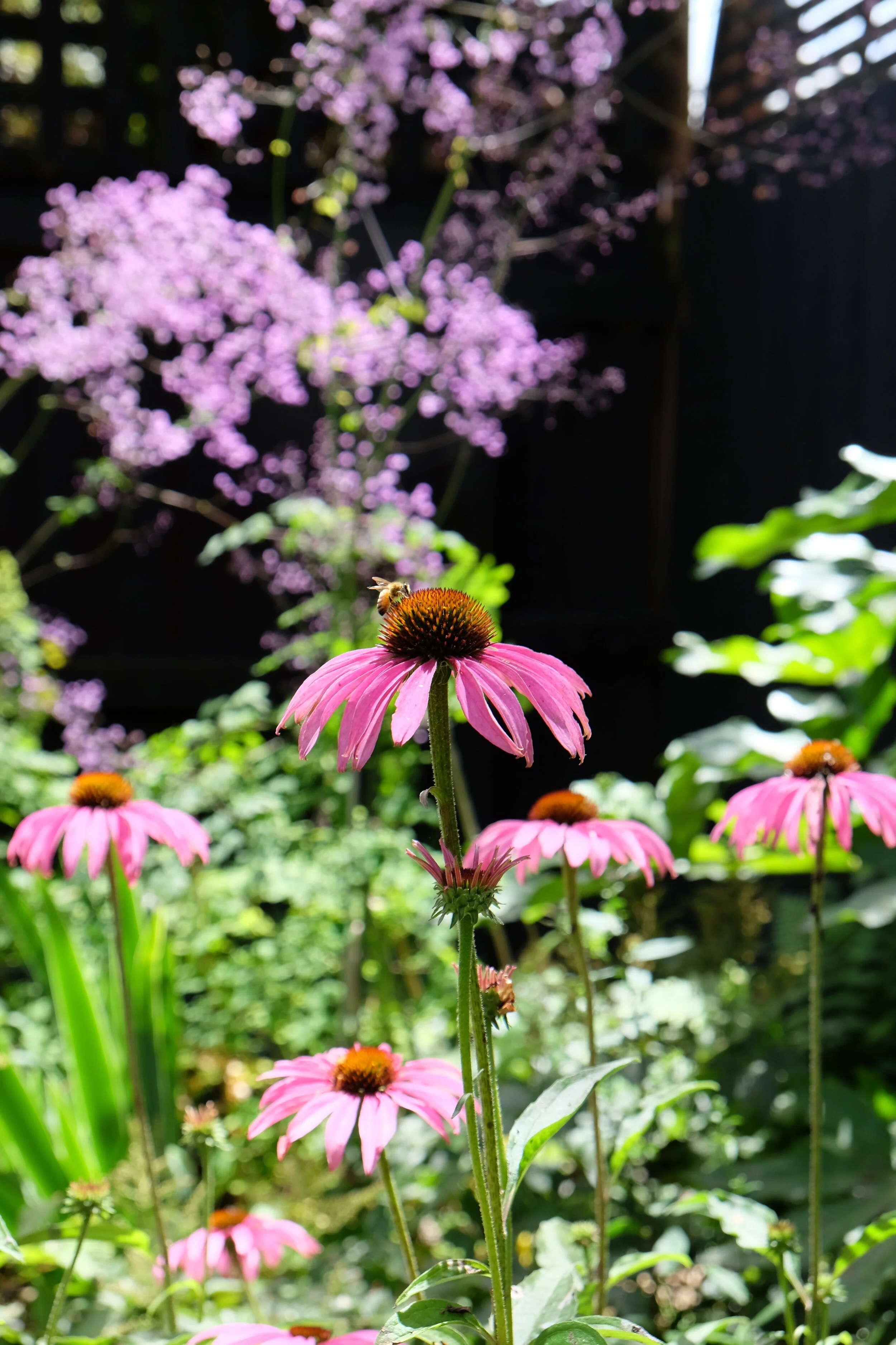 Flowering plants for shady corners — Studio Home