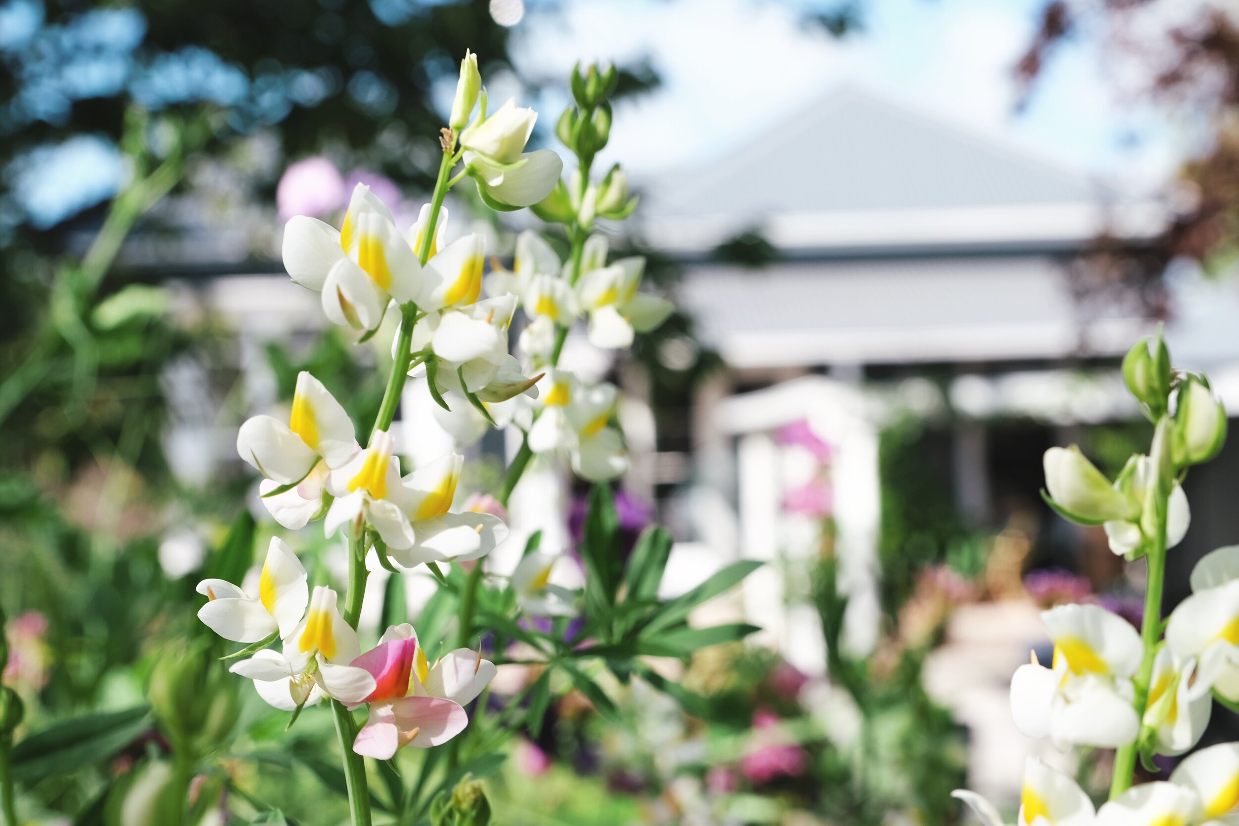 Hardy annuals to fall in love with flowers — Studio Home