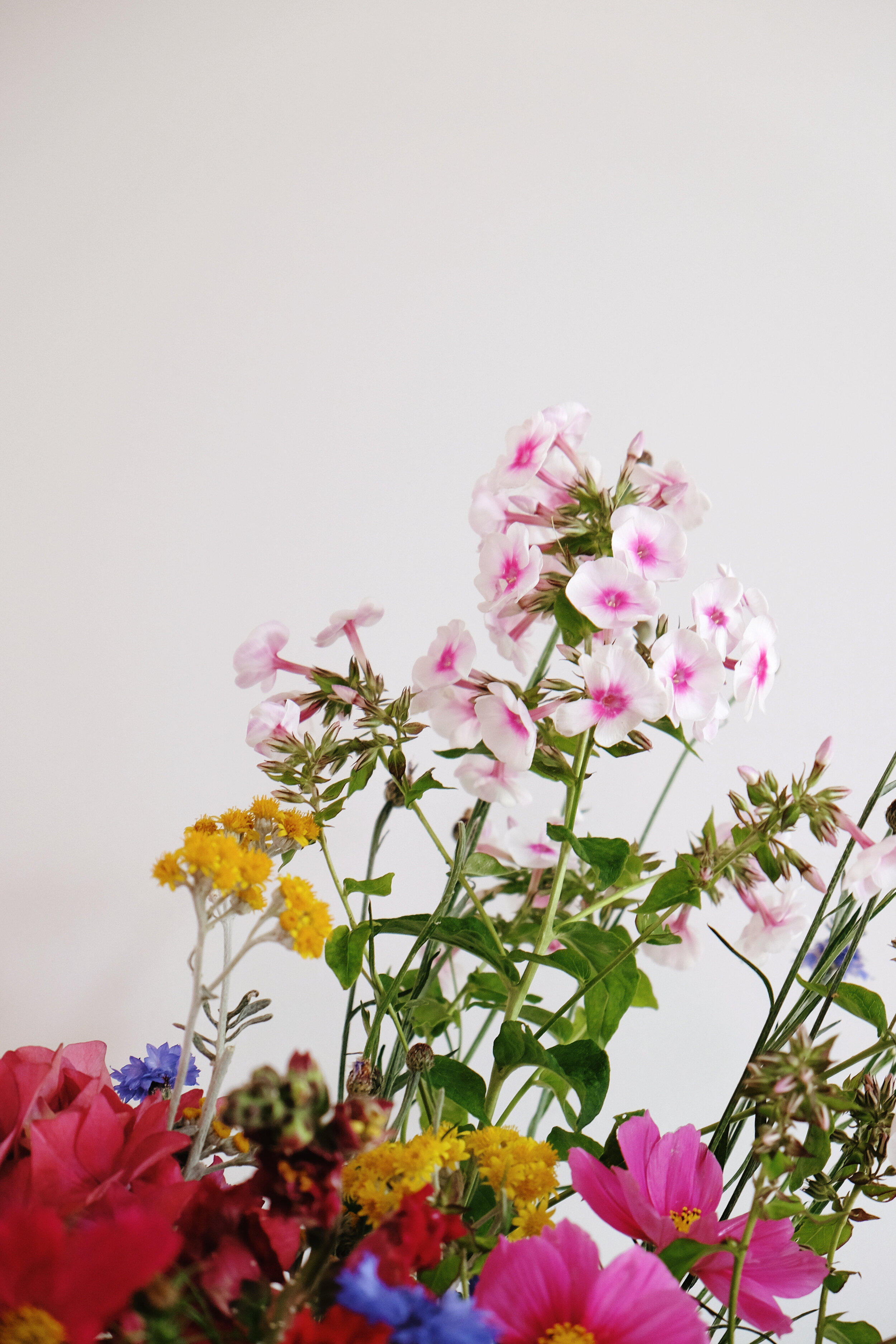 A sweet smelling garden 