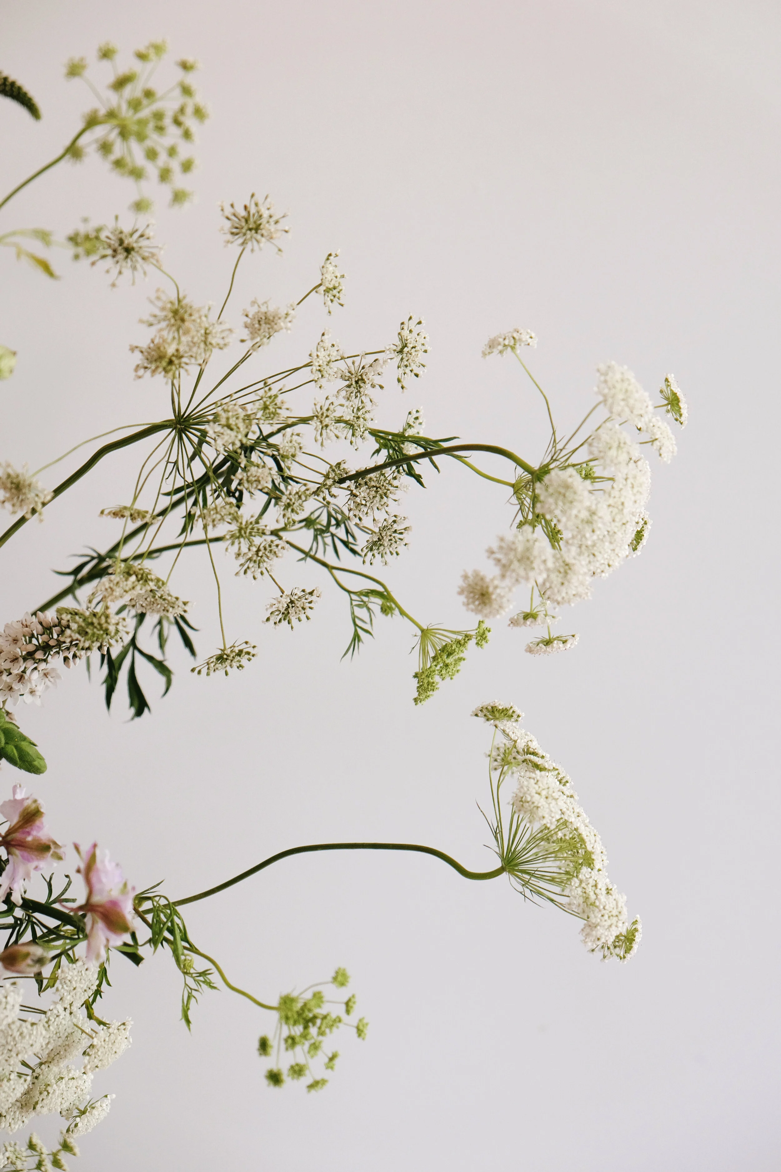 The world of umbellifers