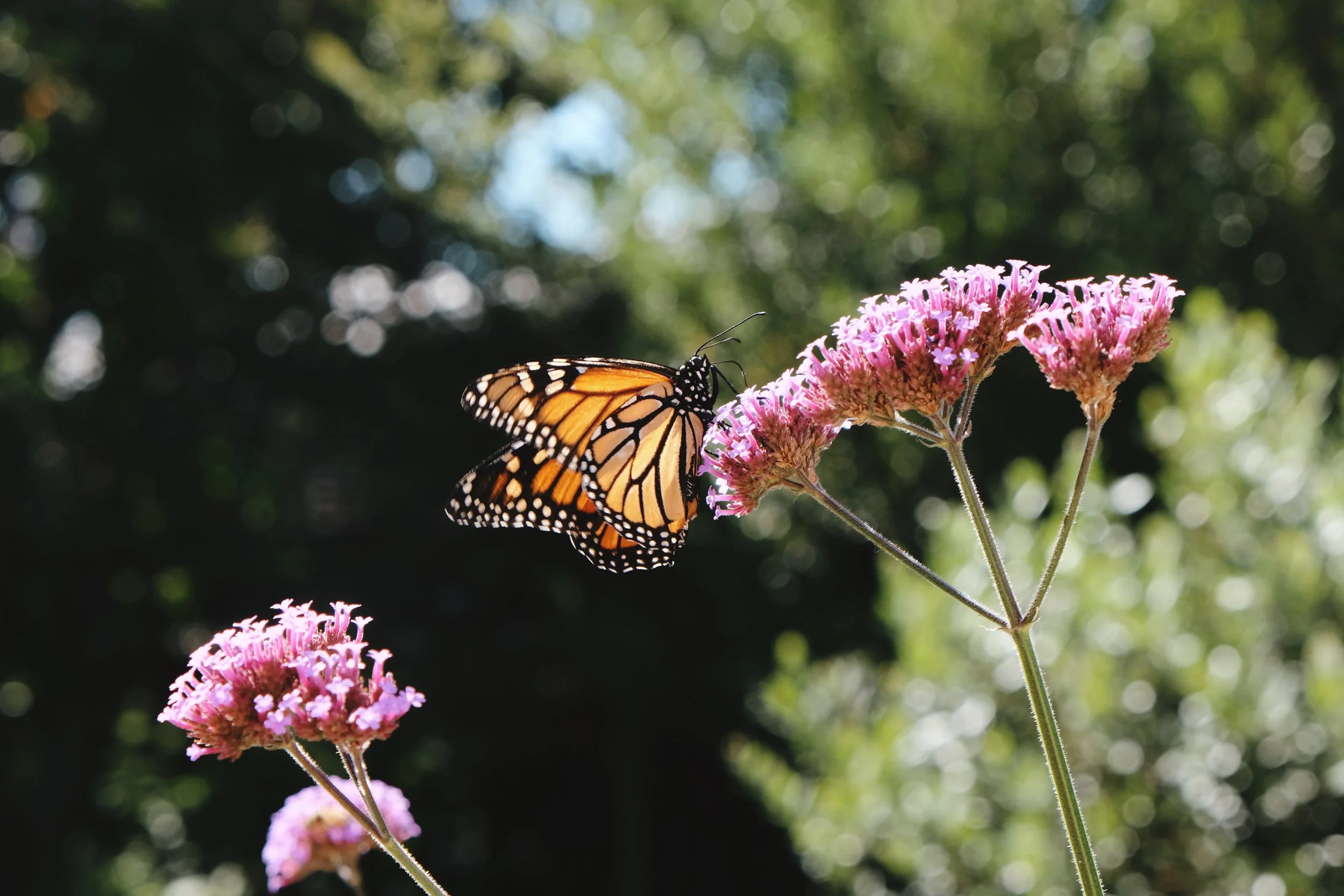 My favourite plant is....