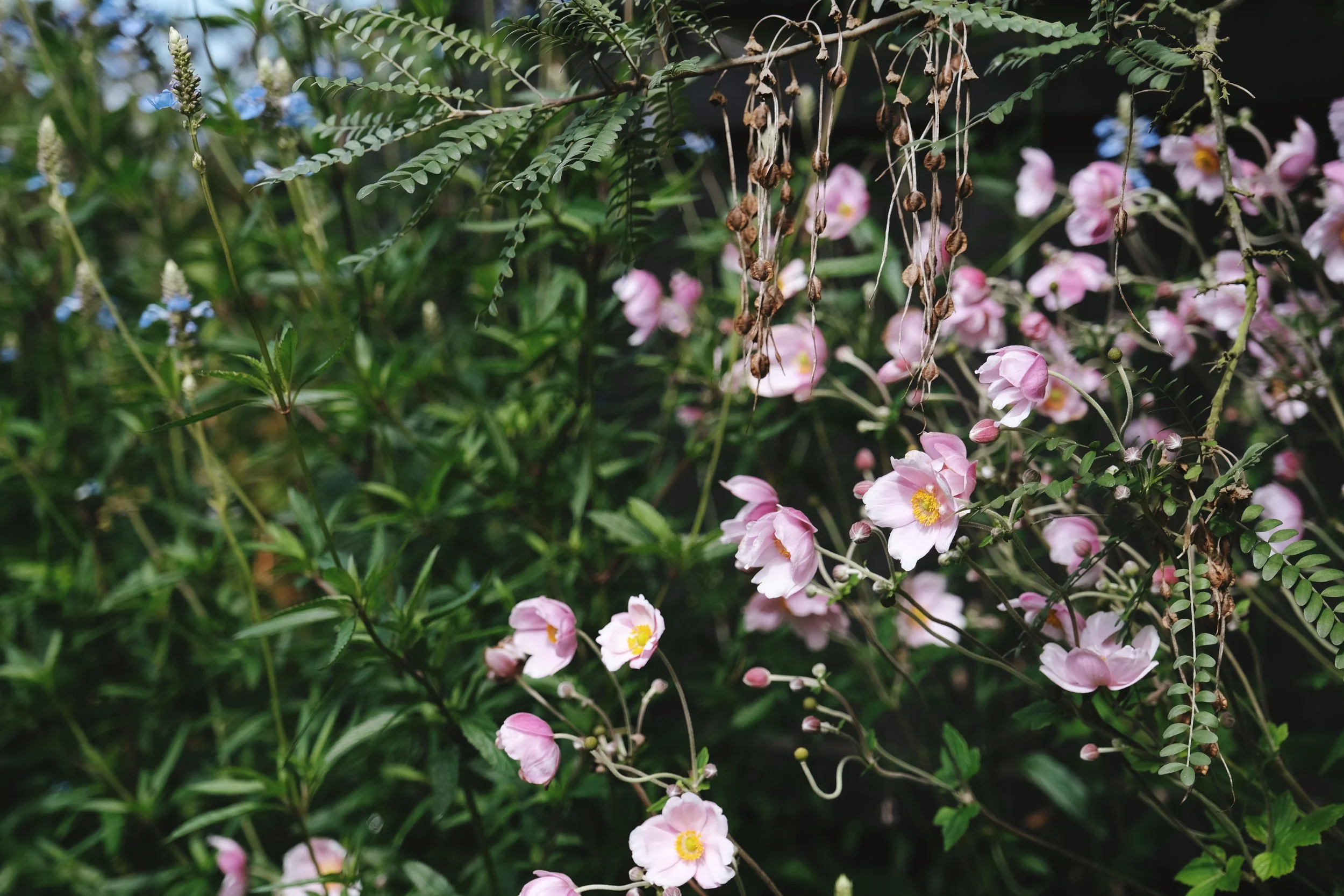 Japanese Anemones