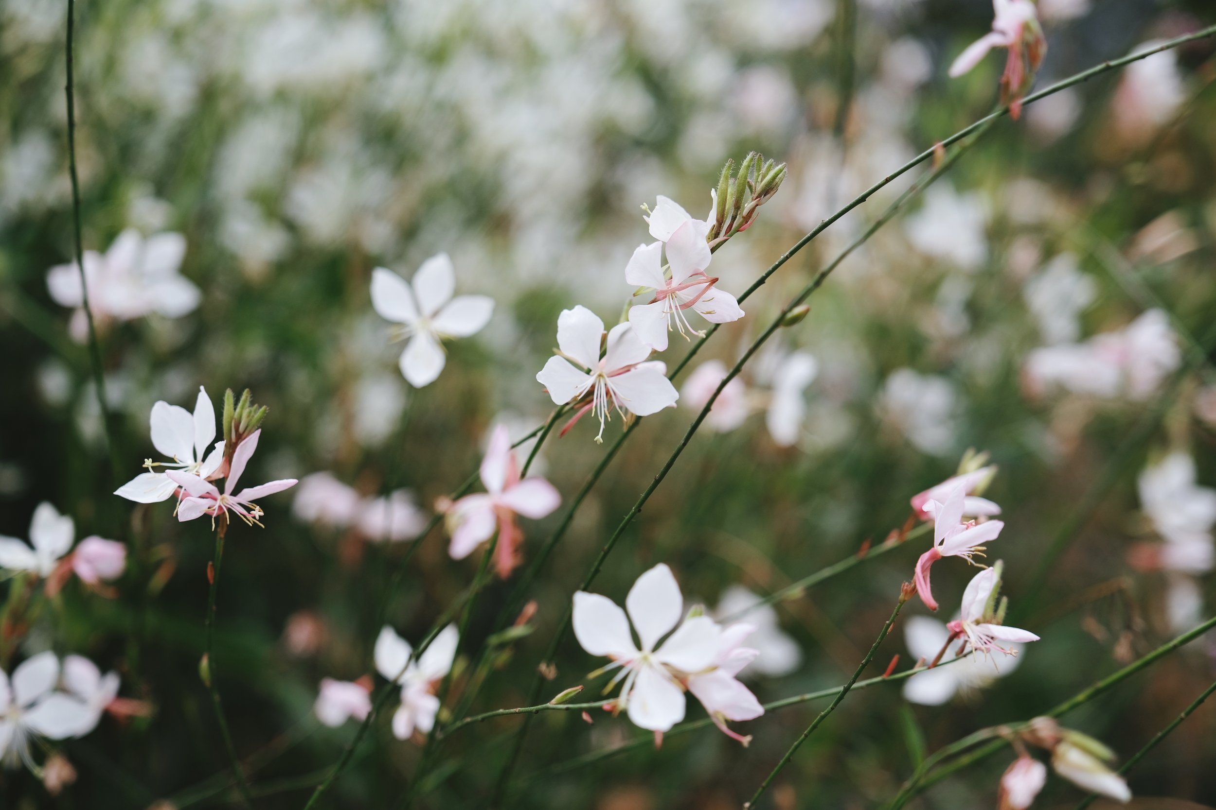 Gorgeous Gaura