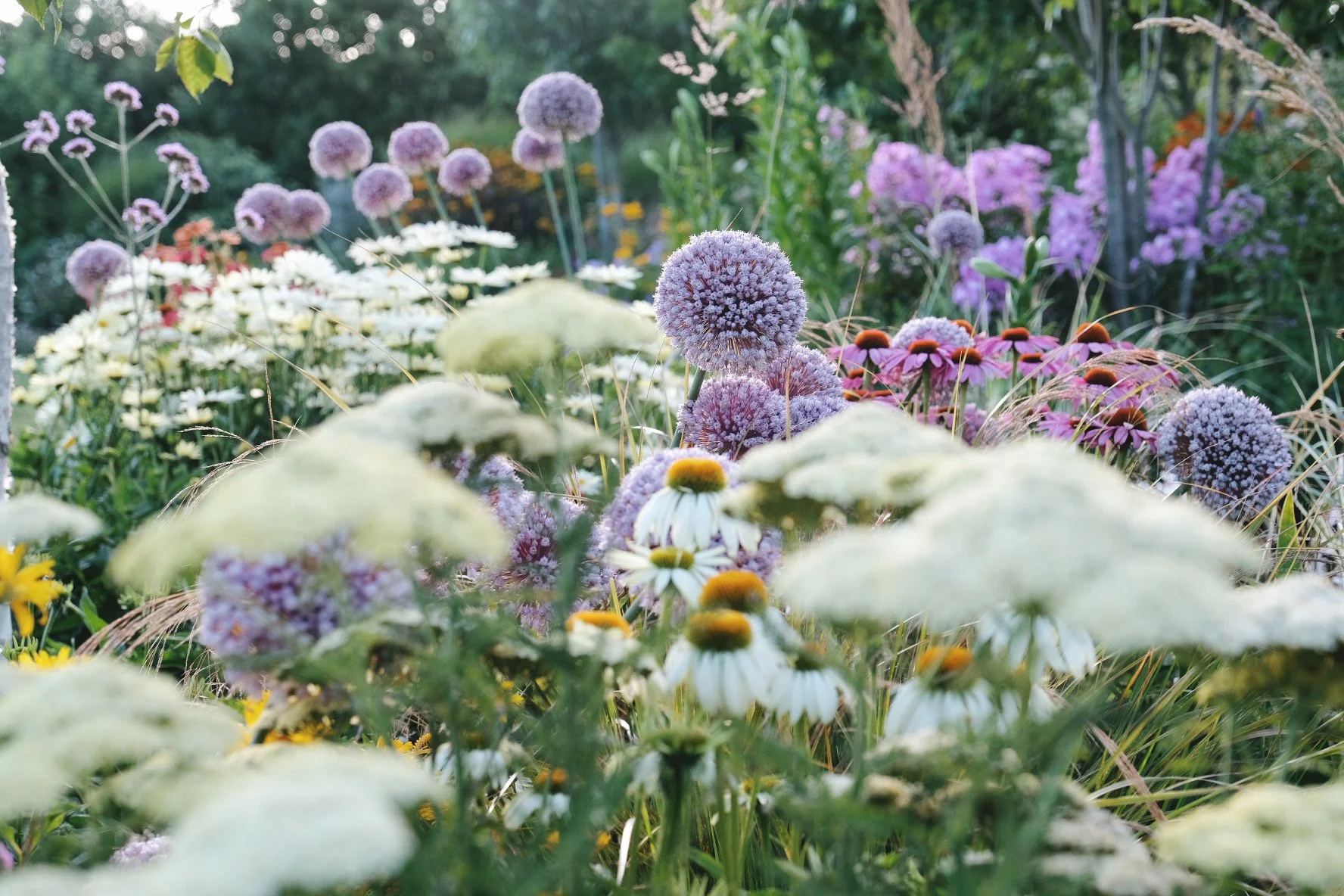 A beginners guide to photographing your garden