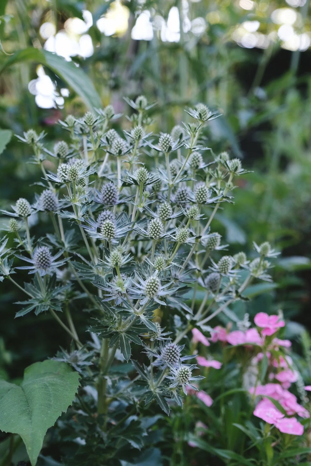 Interesting shapes in the garden