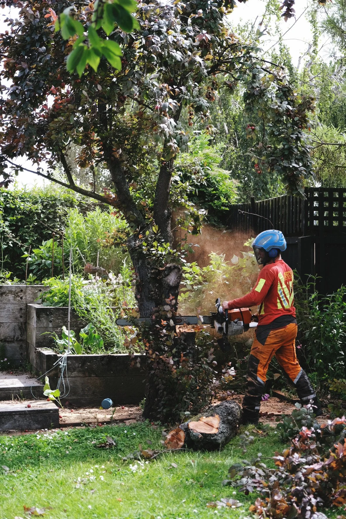 Trees and your garden