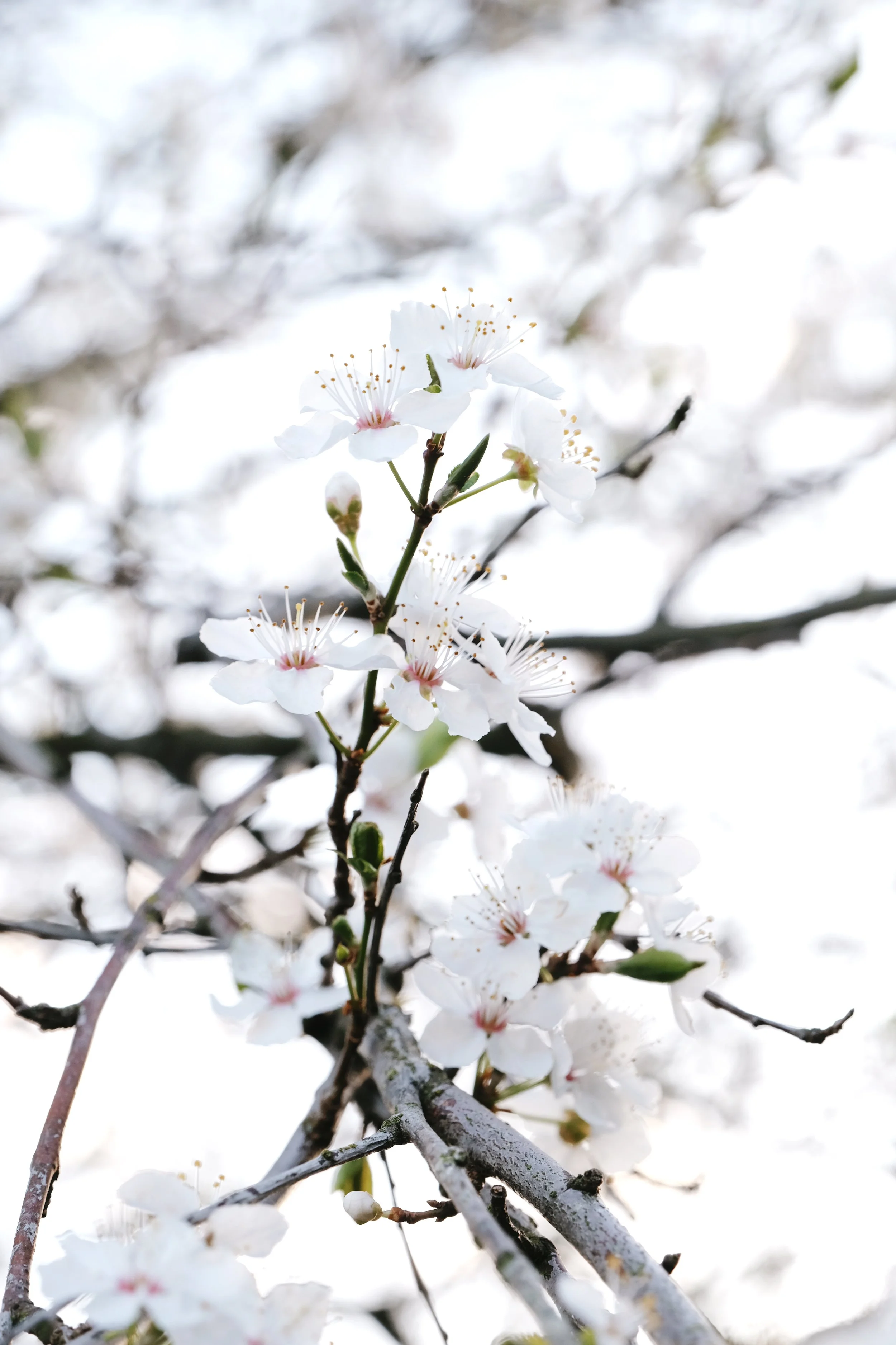 The good vibes of blossom