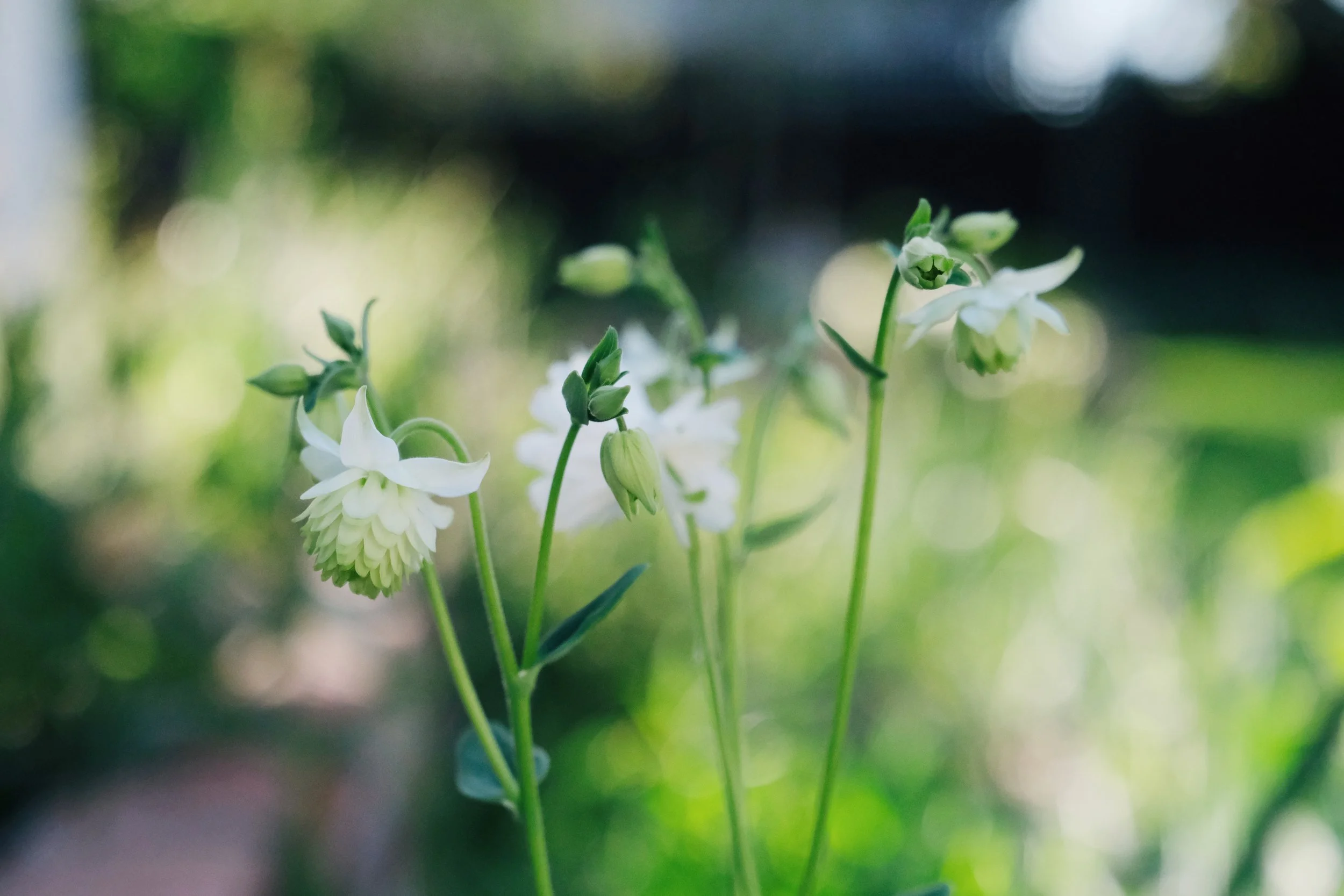 Aquilegia - low fuss flowers that will grow in tough spots!