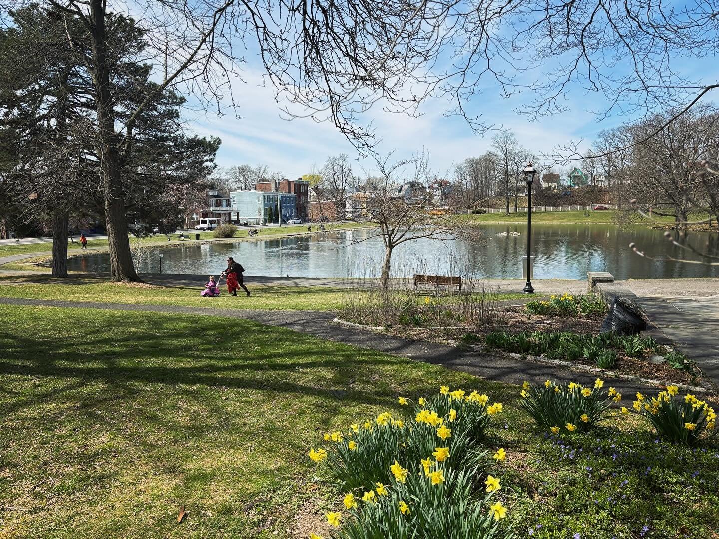 A beautiful spring day in the park. Come out to see the daffodils! 🌼 #downingparknewburgh #olmsted #daffodils #spring #hudsonvalley
