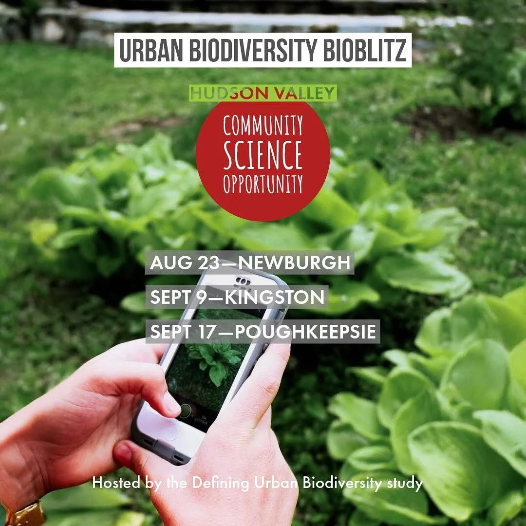 Calling all community environmental advocates! 
Come join Quassaick Creek Watershed Alliance, @downingparknewburgh and the @newburghejfellows in participating in an Urban Biodiversity Bioblitz and training led by @cary.institute of Ecosystem Studies 