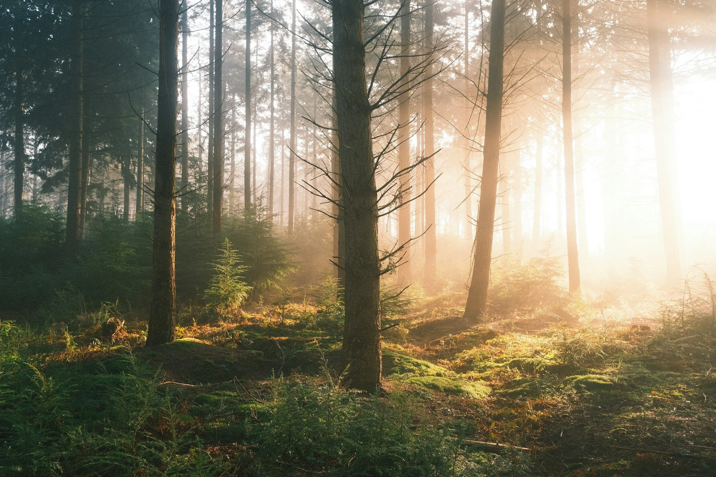 Shamanic Energy & Breathwork Experience