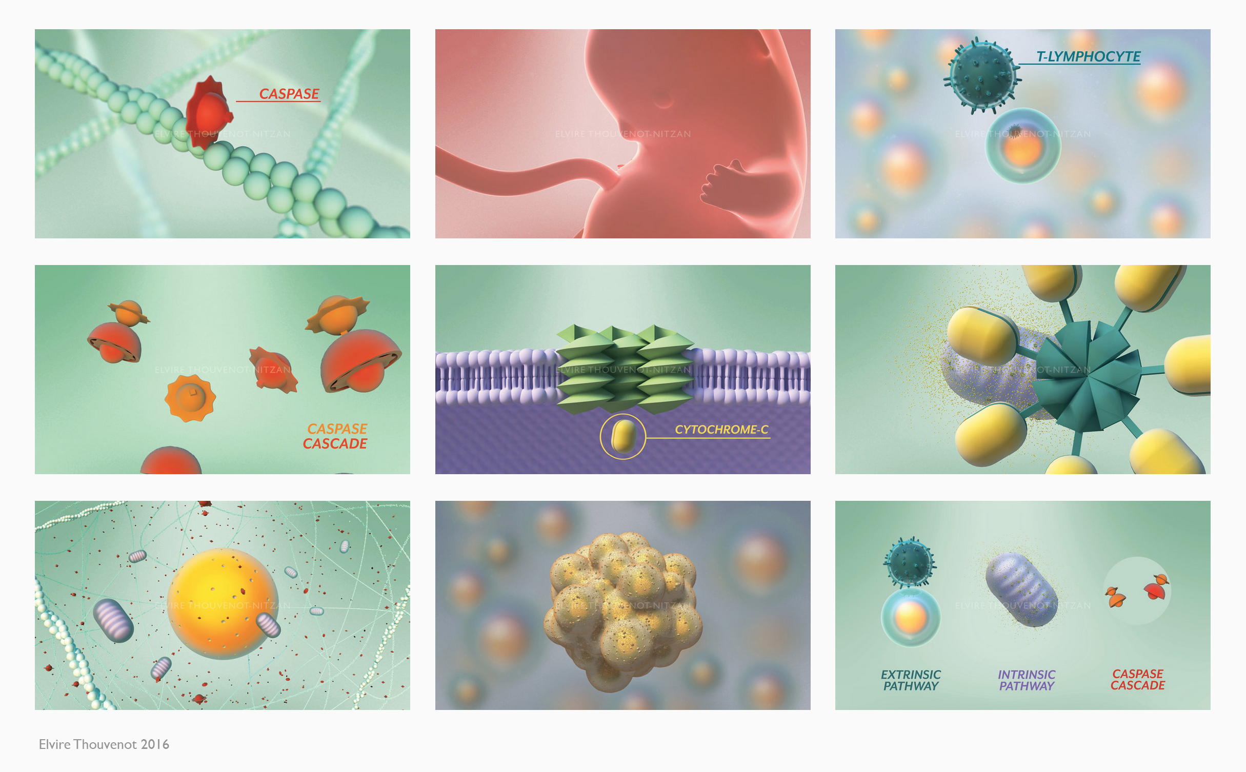 Educational 3d Animation What Is Apoptosis Elvire Thouvenot