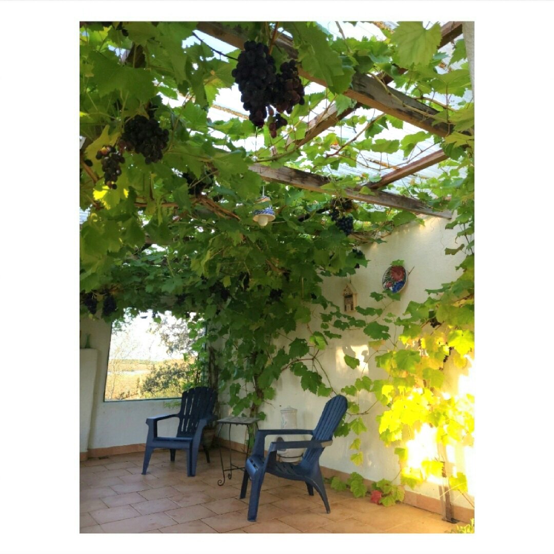 The grape vines complement our garden rooms, forming a nice canopy in summer and autumn. 
On renovating our own house, the old windows were the framework around which the garden rooms were created. Both rooms are positioned to take full advantage of 