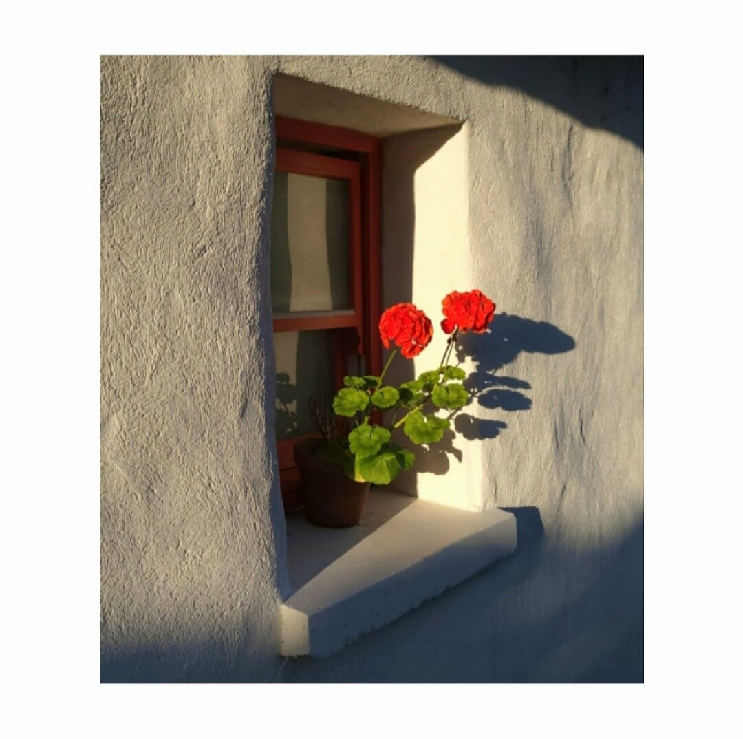 Ag baint taitneamh as teas na gr&eacute;ine! 😎🌞

Geraniums - long associated in Ireland with thatched cottage windows - are a long time favourite here at Cnoc Suain. 🏡🌺💚
-
-
-
 #geraniums #cottagewindow #thatchedcottage #irishcottage #irishherit