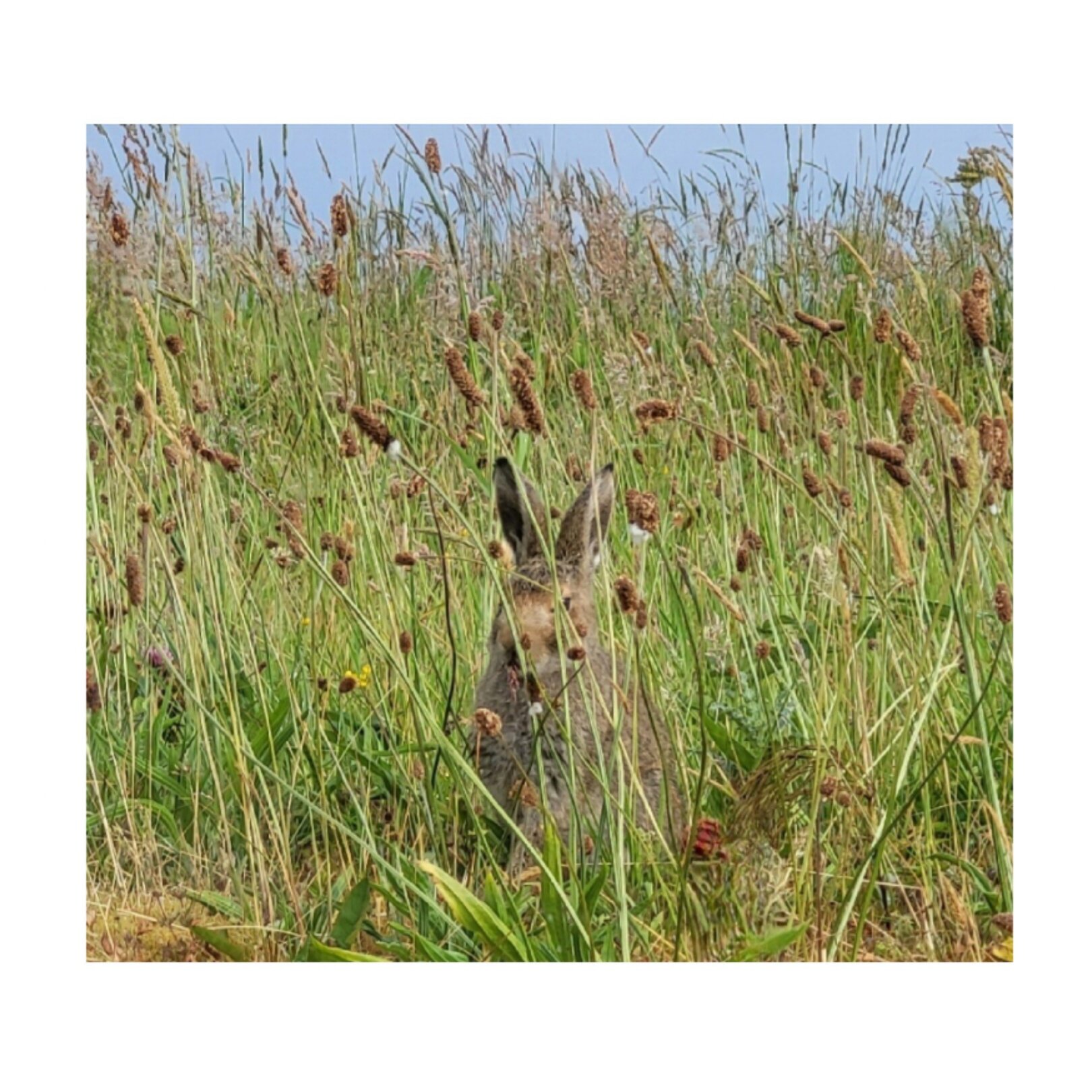 Peek-a-boo! 👀

Giorria &oacute;g i bhfolach san fh&eacute;ar fada. 🐰🌿

This little one made a pretty picture in the long summer grass. 🥰
There are many of these wild Irish Mountain Hares making our hill their home. This species of hare is one of 