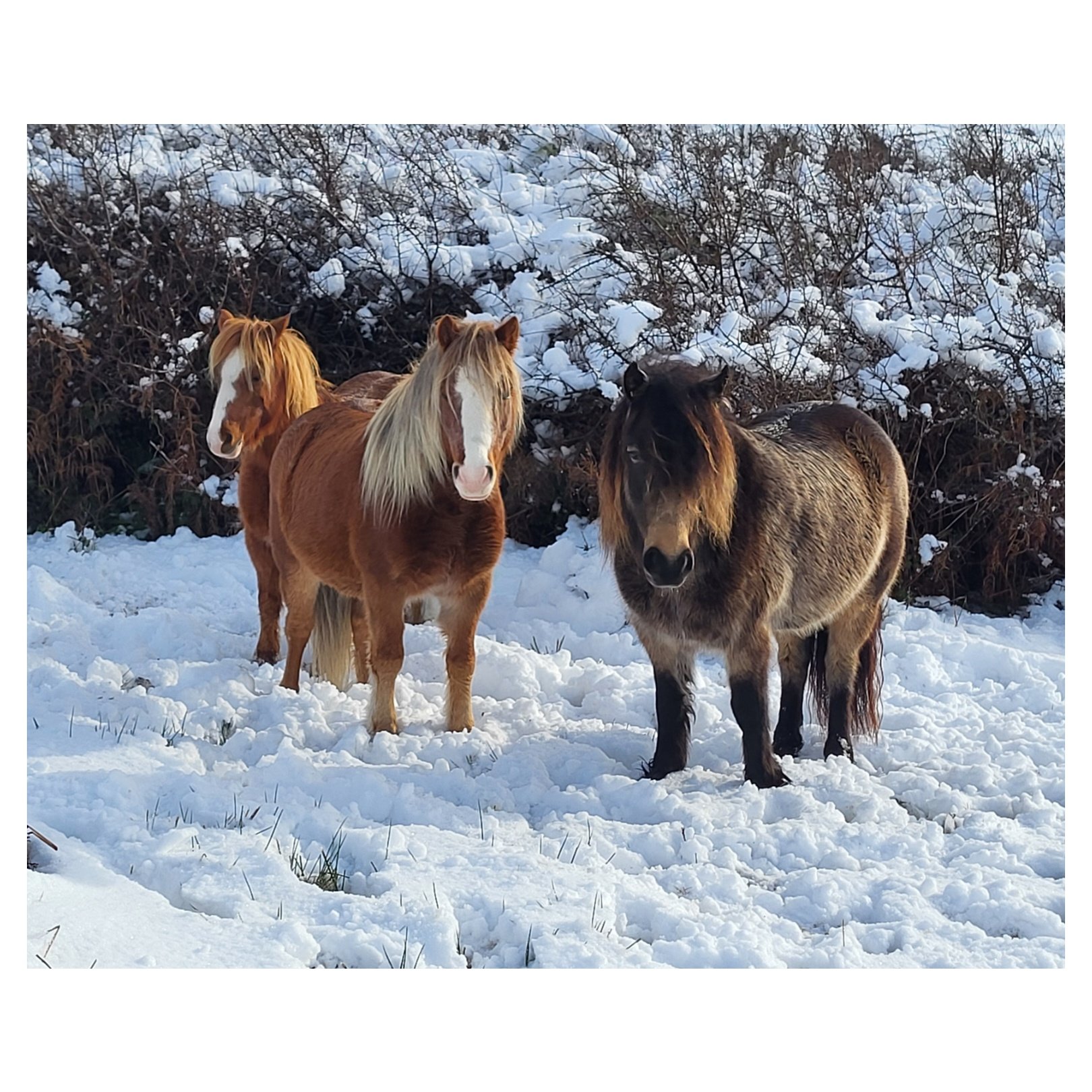 Cnoc Suain was transformed into a winter wonderland this week! 🏔️❄️🌨️☃️ 
The snow lasted only two days but created a magical sight! 🤩✨
-
-
-
#wildatlanticsnow #snow #sneachta #snowmagic #winterwonderland #irishwinter #winter #angeimhreadh #irishla