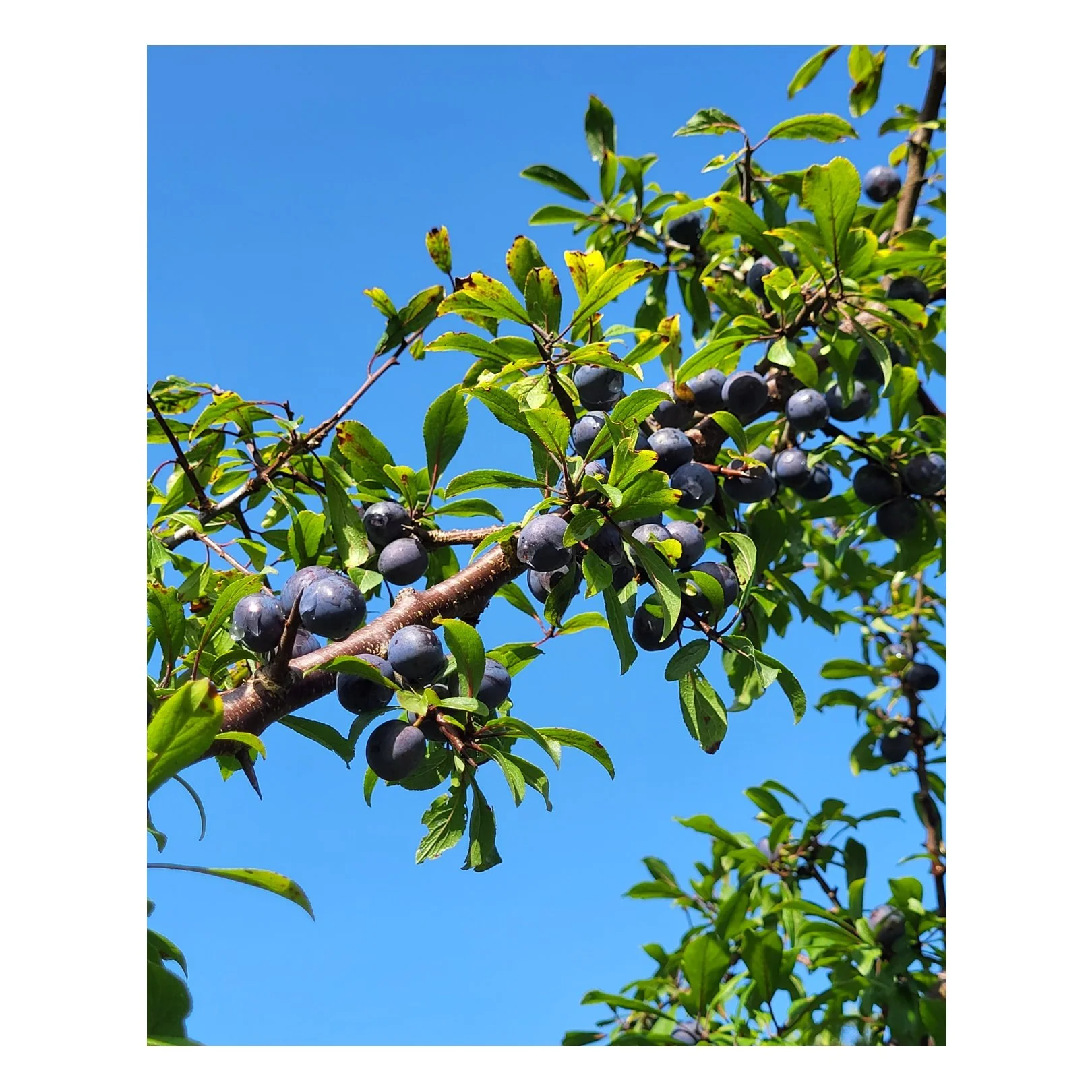 T&aacute; s&eacute;as&uacute;r na torth&uacute;lachta tagtha! 🍒

It's nice to see bright blue skies again after what was a grey, wet, windy end to our summer.

However, the weather did not affect Autumn's wild fruit harvest here at Cnoc Suain. The s