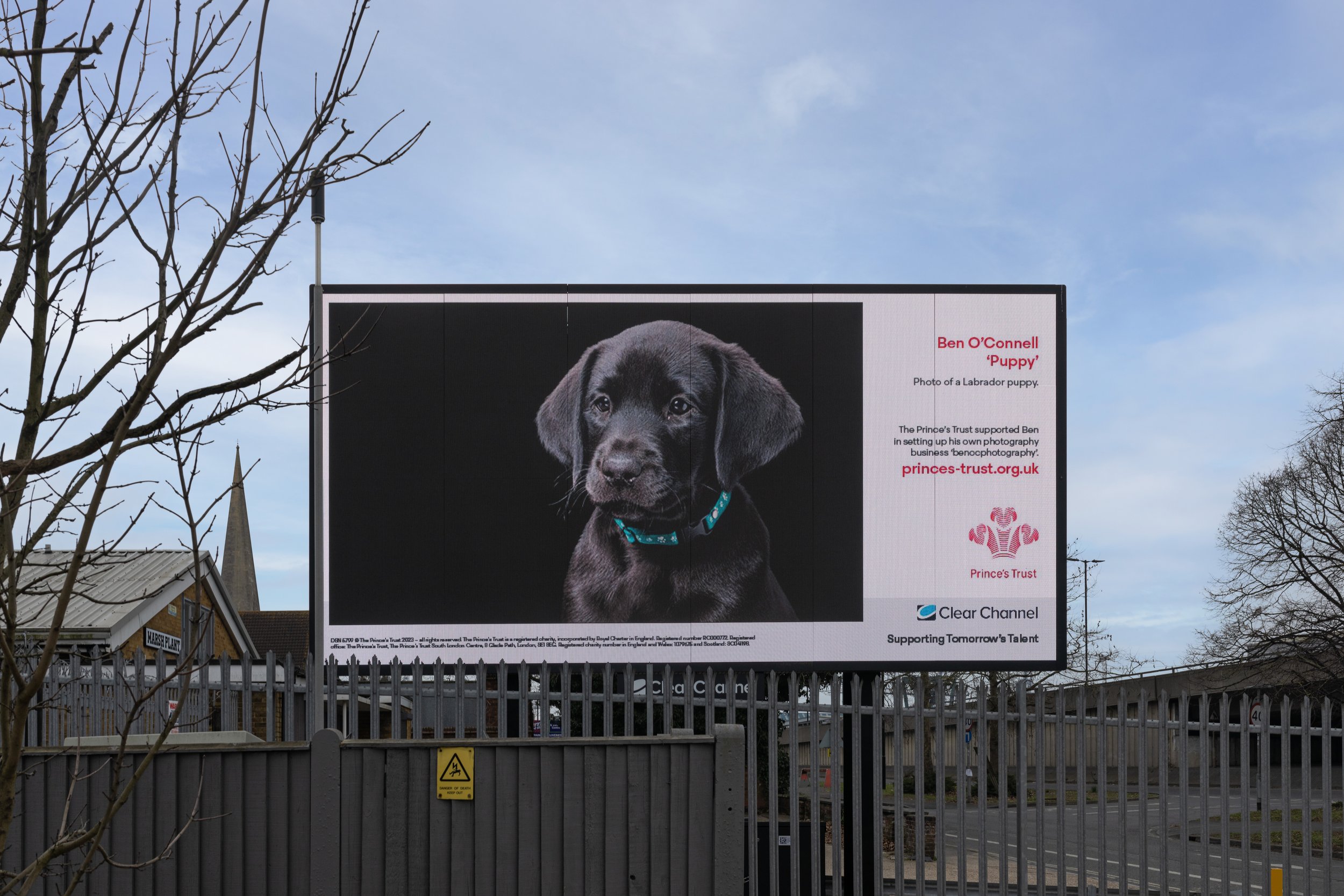 Black Labrador Puppy, in collaboration with The Princes Trust and Clear Channel. 