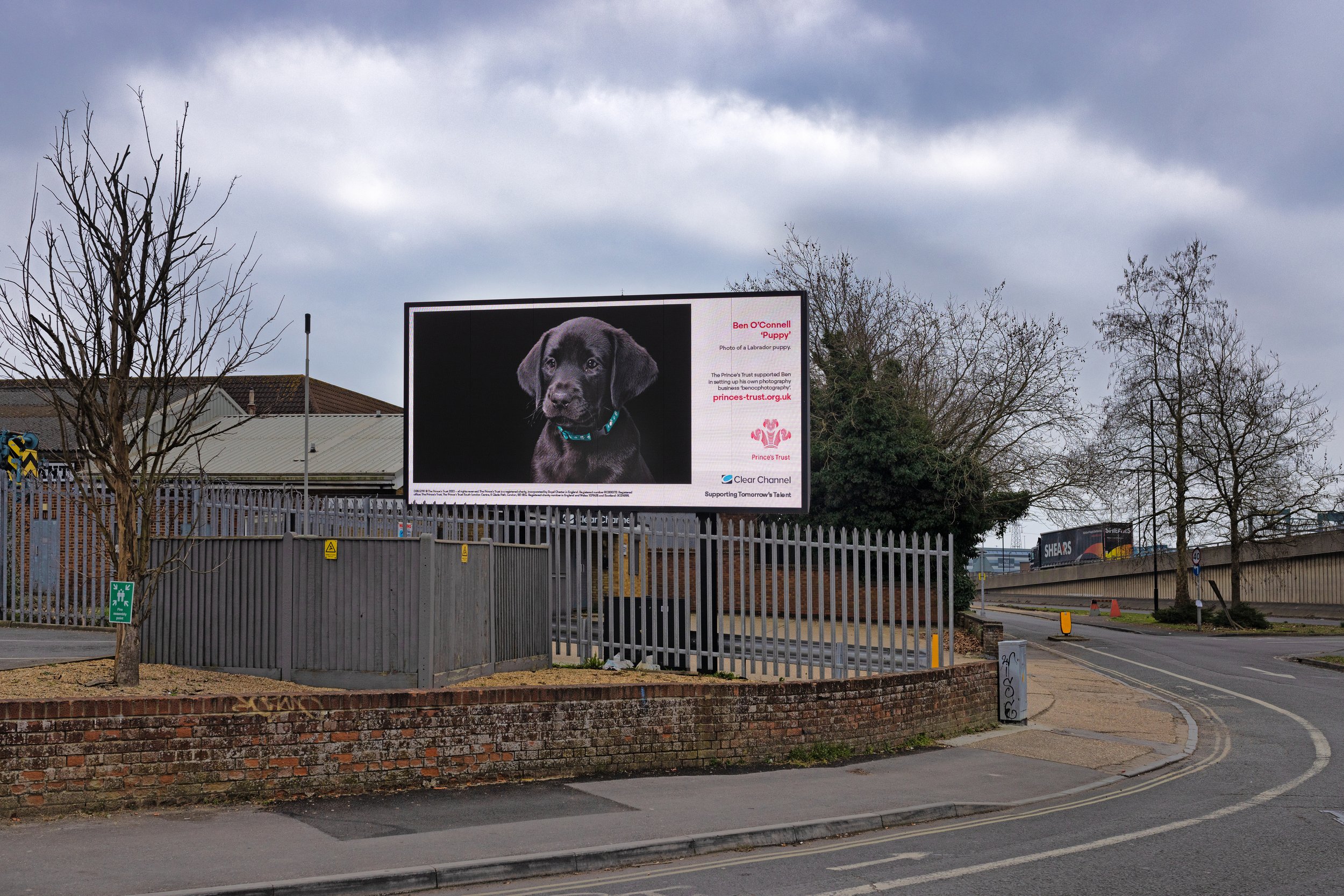 Black Labrador Puppy, in collaboration with The Princes Trust and Clear Channel. 