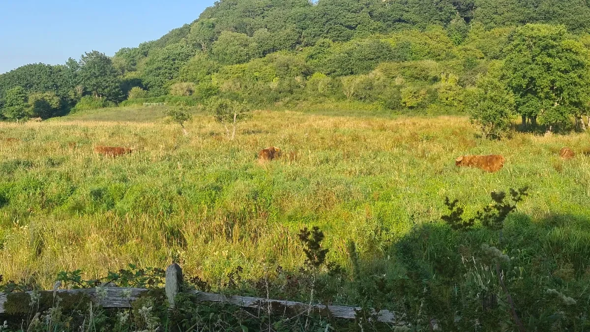 Water Buffalo at Cardigan Wildlife Centre