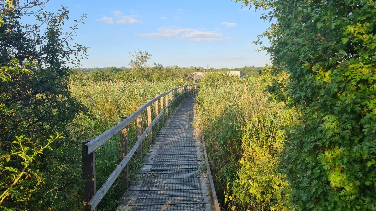 Boardwalk to look out hide - Cardigan Wildlife Centre Walks