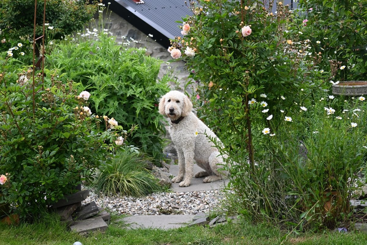 Bro Deg Cottage Moylegrove - Pembrokeshire Holiday Co 1.jpg