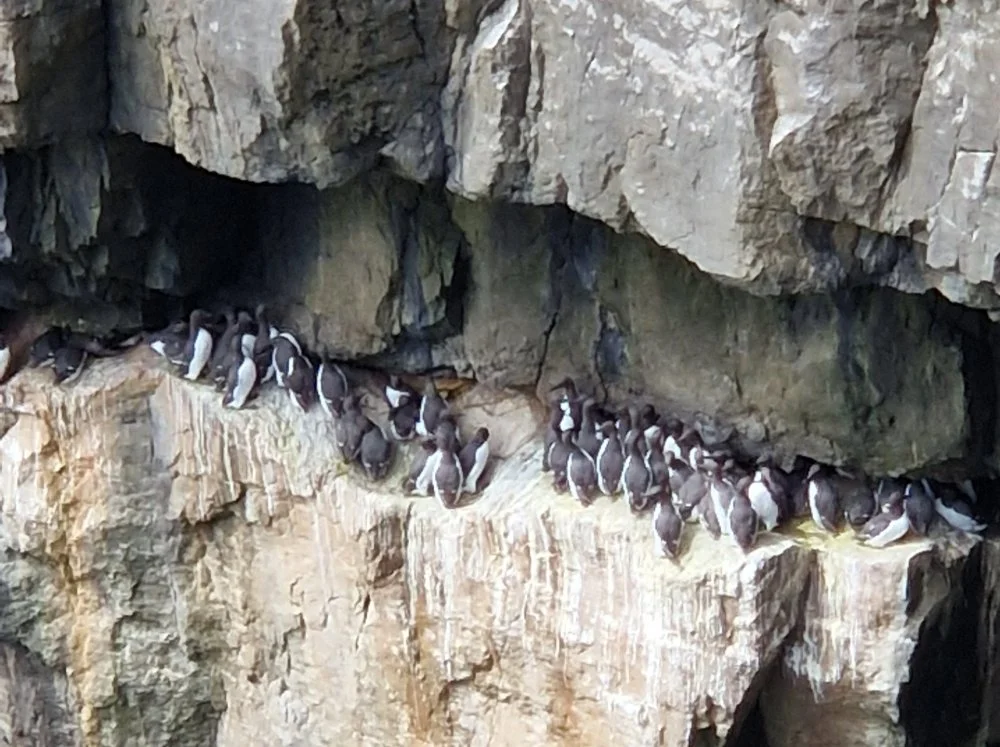 Guillemots on cliffs in Pembrokeshire