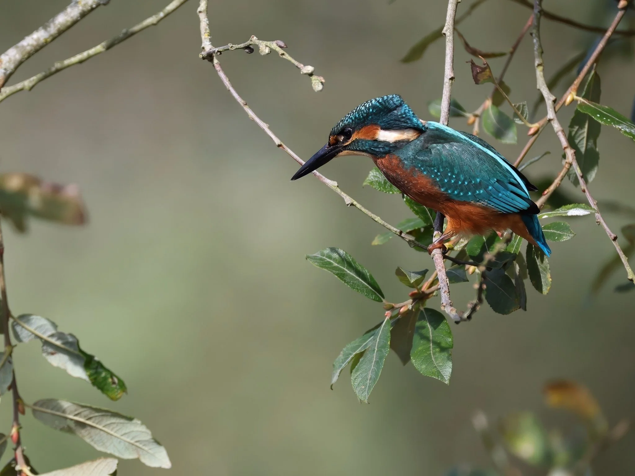 Kingfisher