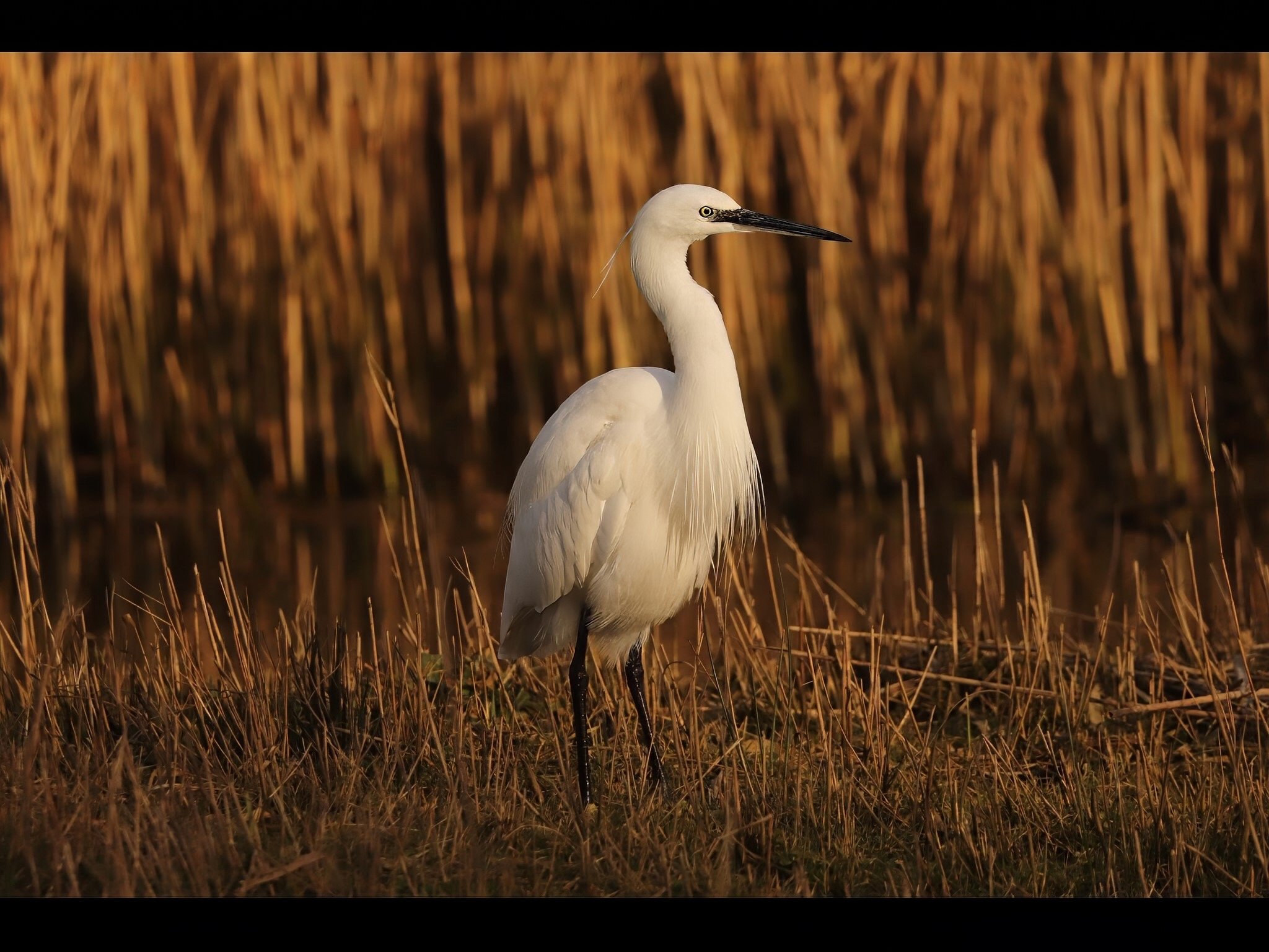 Little Egret