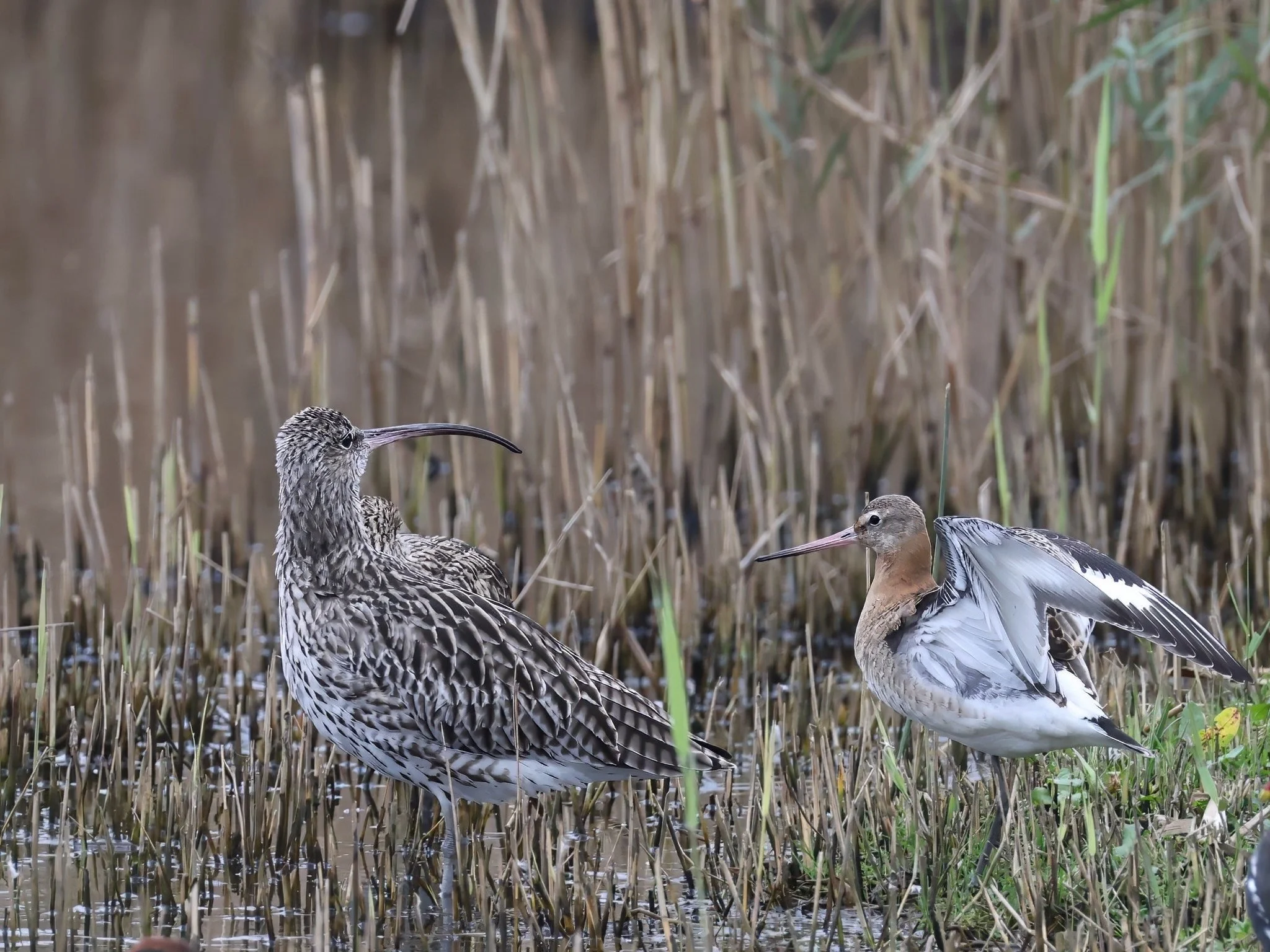 Snipe