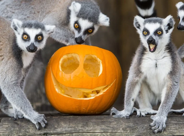 Halloween at Folly Farm Pembrokeshire