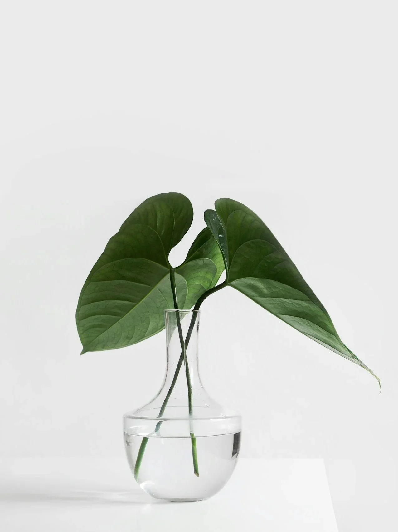 Rethink Psychology Greenslopes Plant